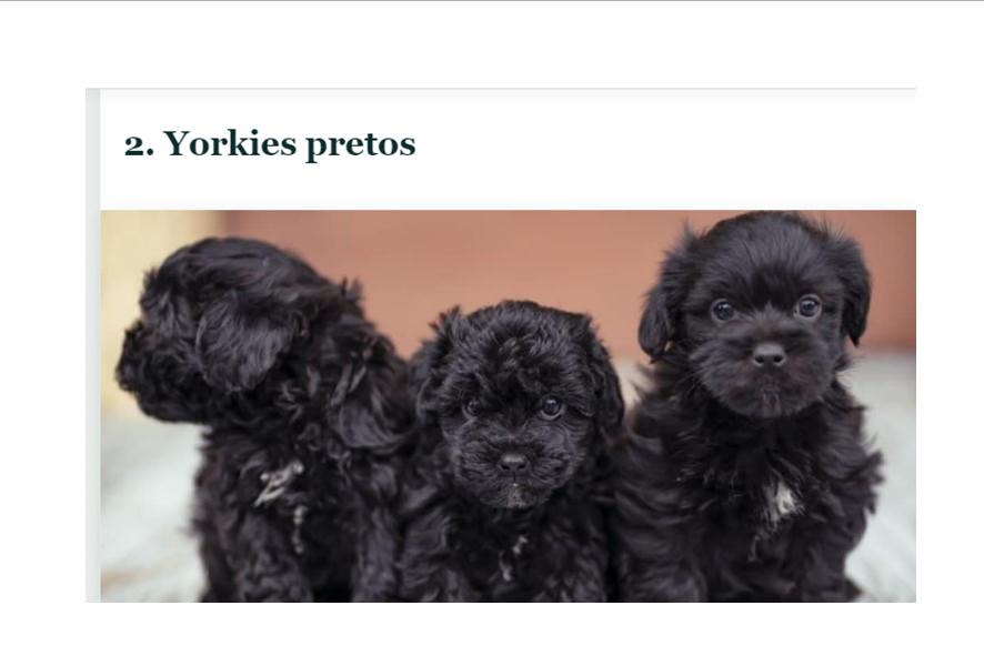 Filhote yorkshire  - Foto 4