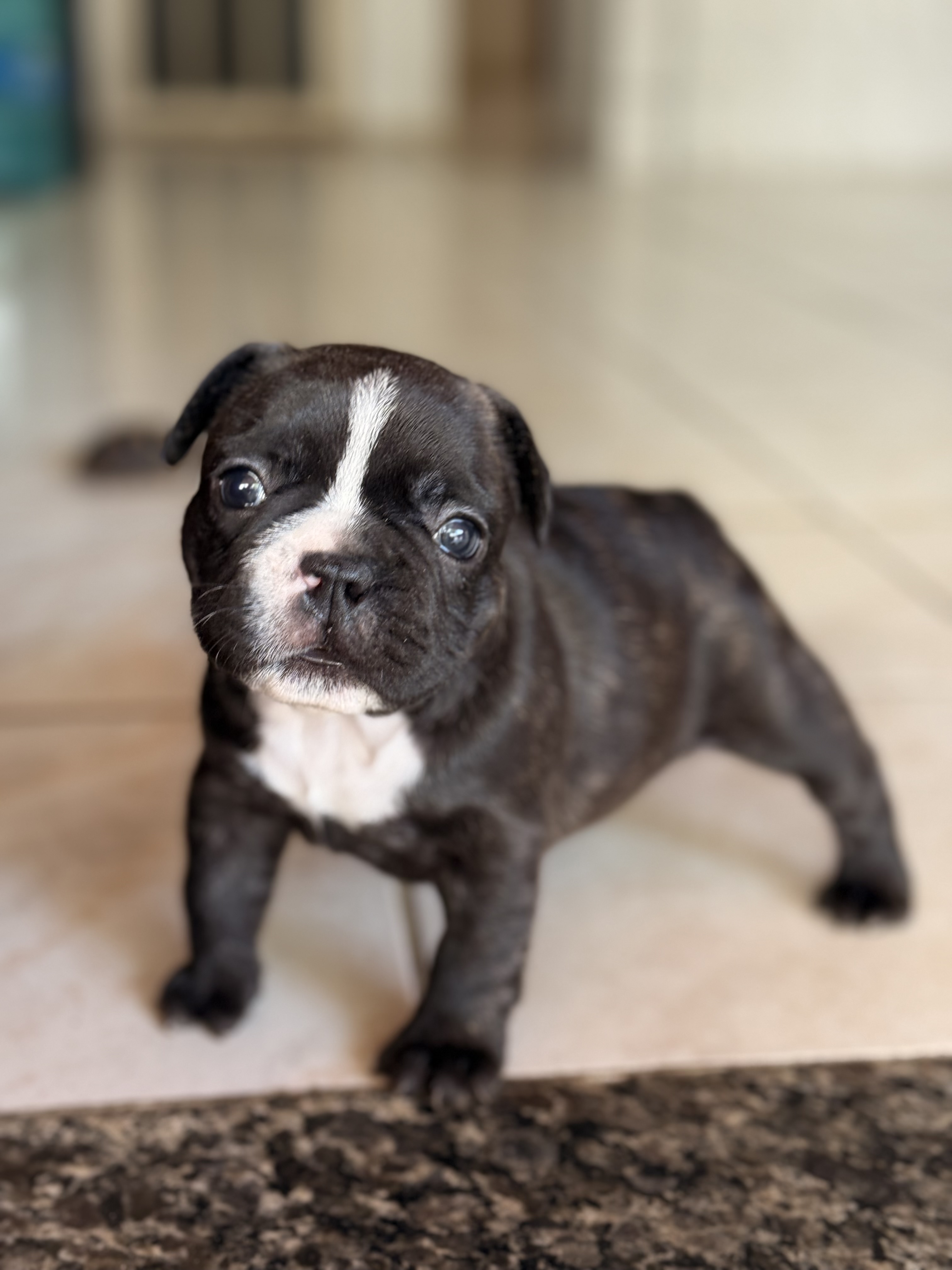 Portal Vendocão Filhote de buldogue francês disponível  Fortaleza 