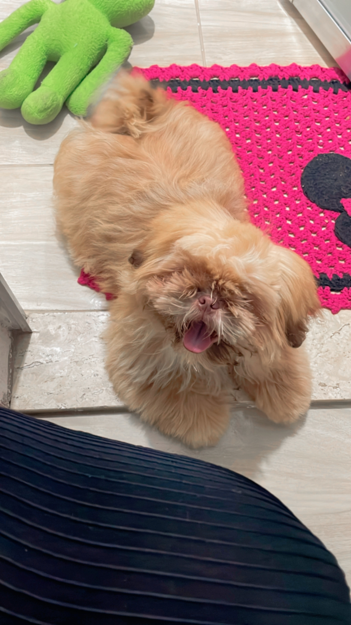 Portal Vendocão Vendo filhote shih tzu  São Paulo