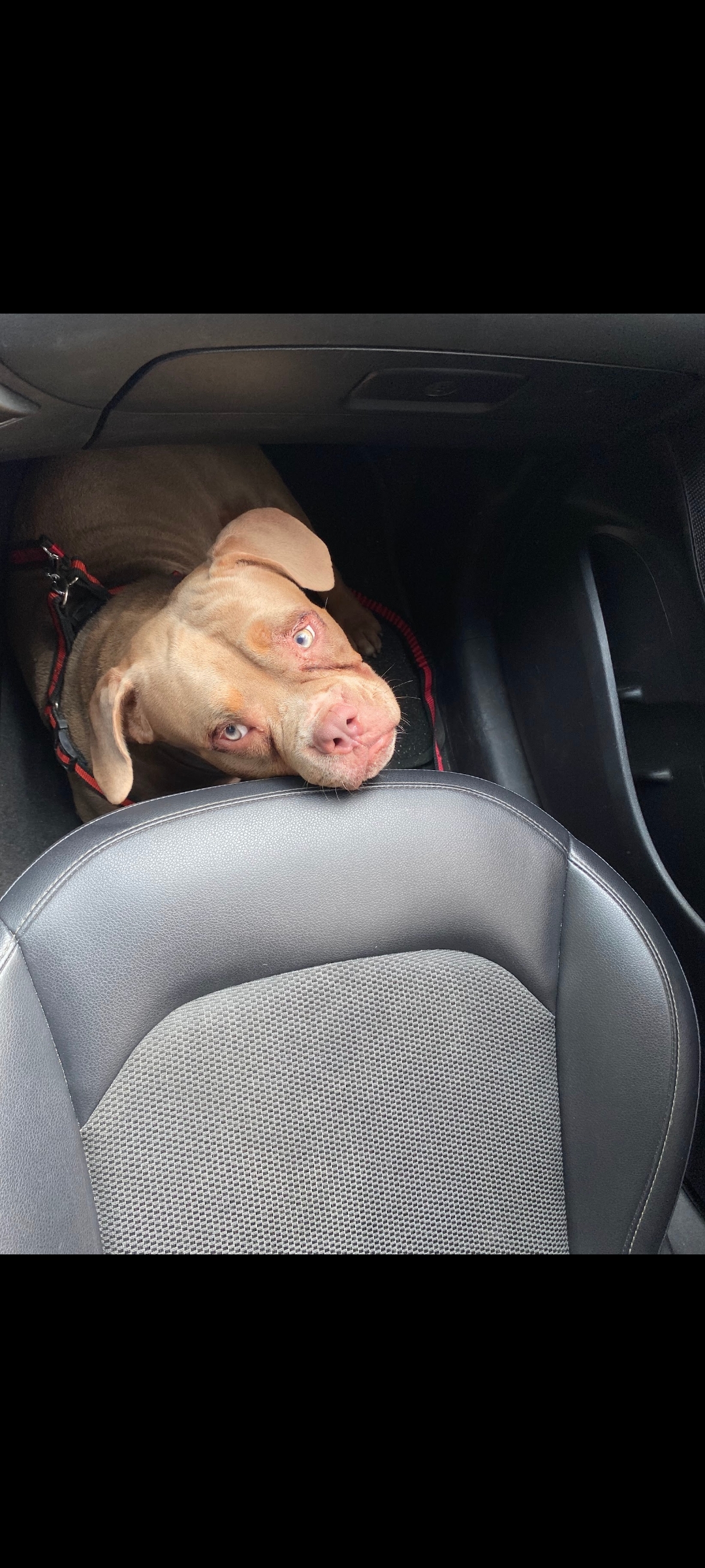 Portal Vendocão American bully super Dócil  Recife