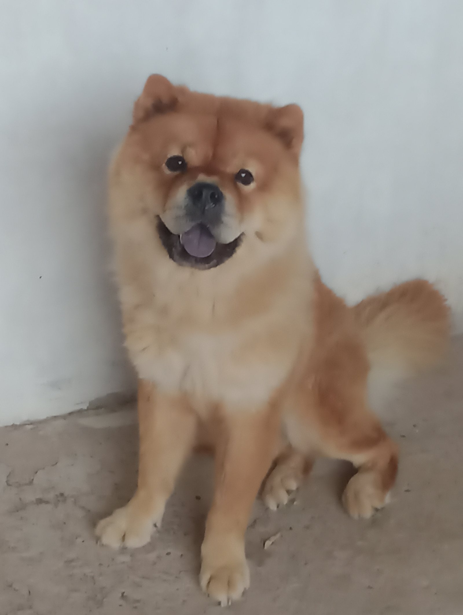 Cachorro fêmea 