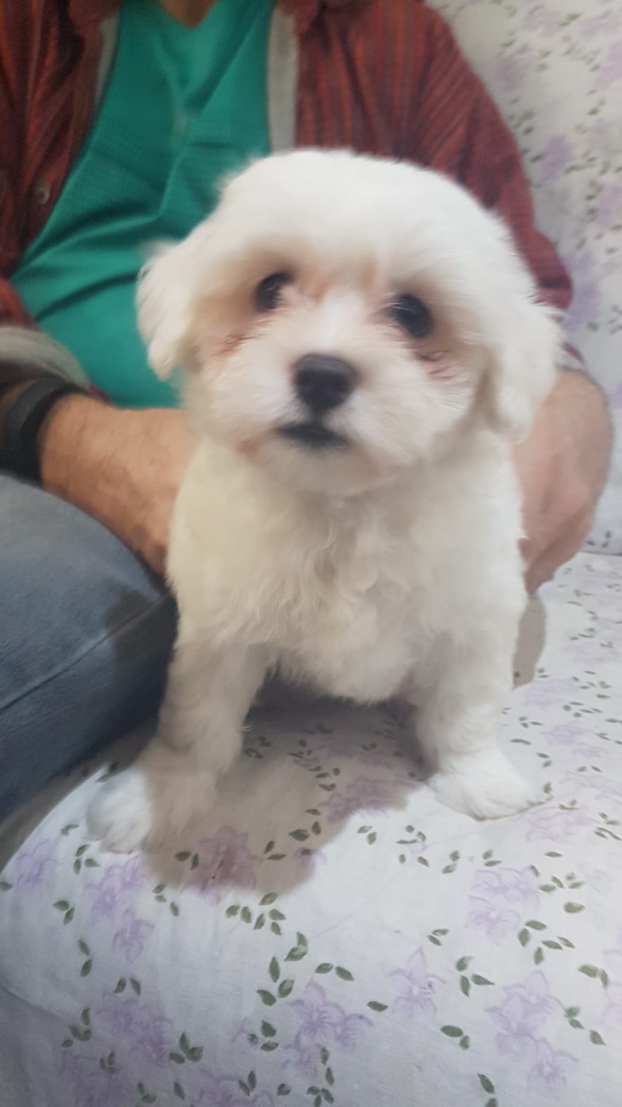 Portal Vendocão Filhote de Maltês Porto Alegre