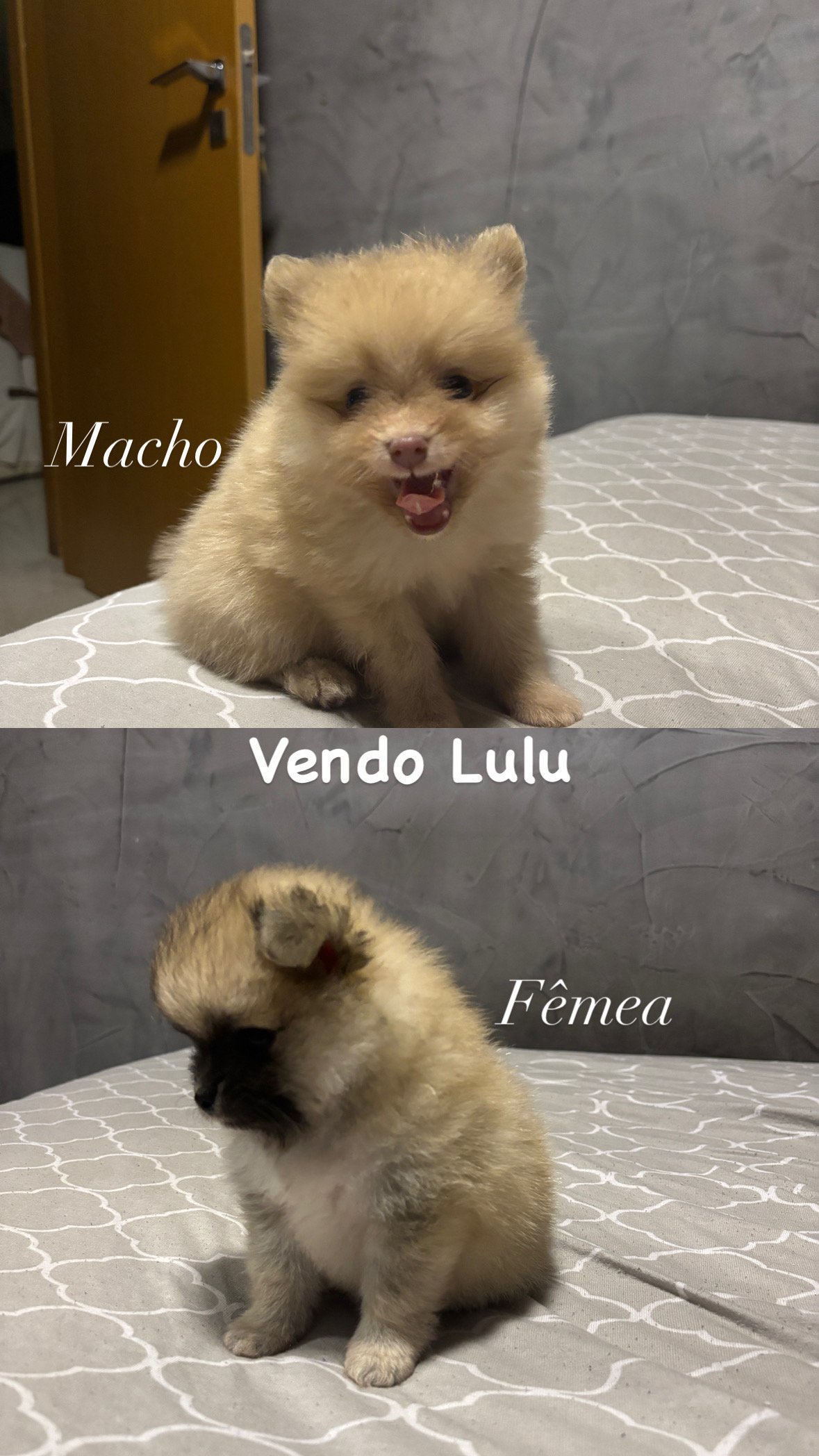 Spitz alemão (Lulu da pomerania) fêmea ou macho  - Foto 1