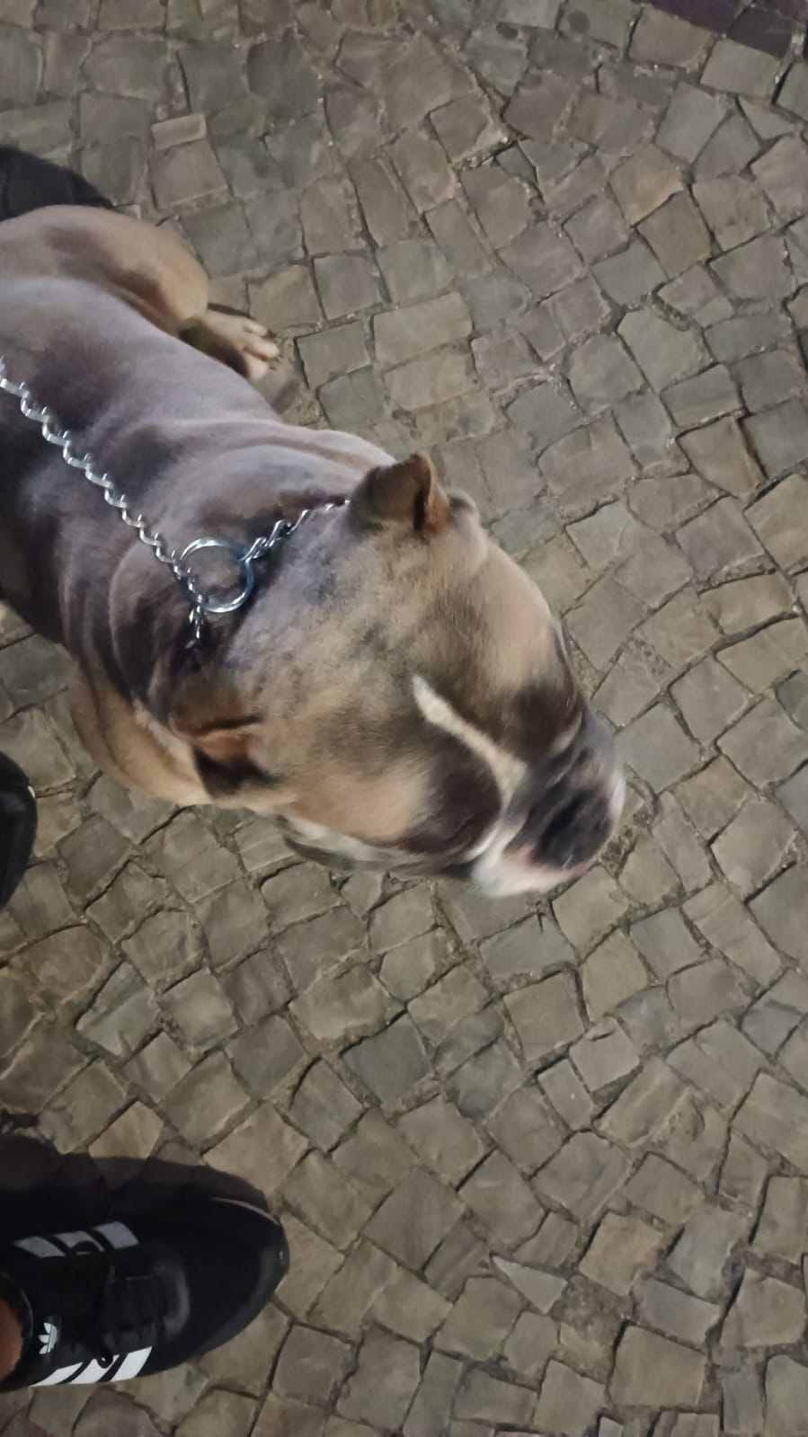 América Bully  - Foto 3