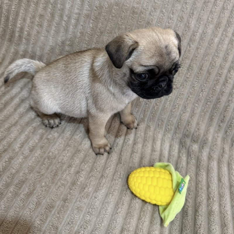 Filhote de pug para reservar a pug valor de 30%( uma pug fêmea com a primeira vacina já dada eu entrego após a 2 vacina pai e mãe são pug médios posso enviar fotos e vídeo dos pais ) - Foto 2
