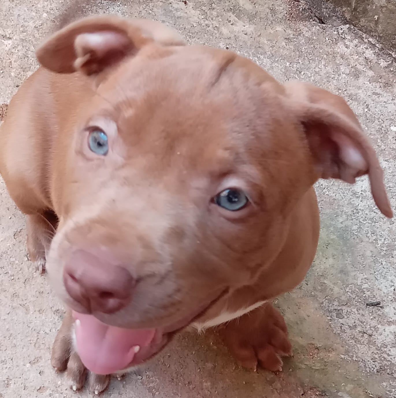 Portal Vendocão Venda  Maranguape 