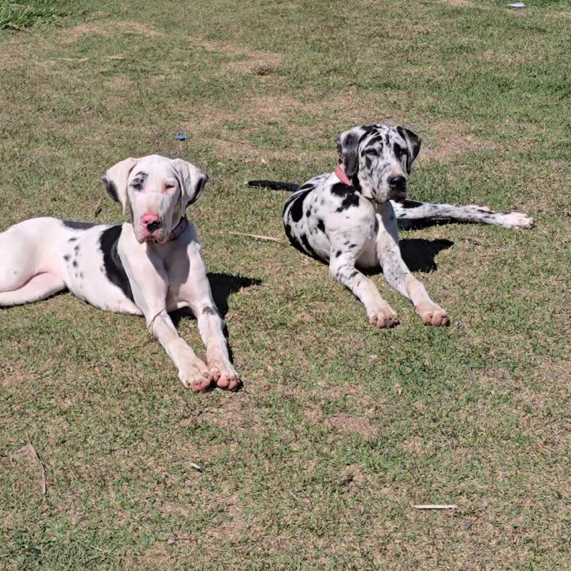 Vendo 2 filhotes de Dogue Alemão femeas gigantes com pedigree de 8 meses