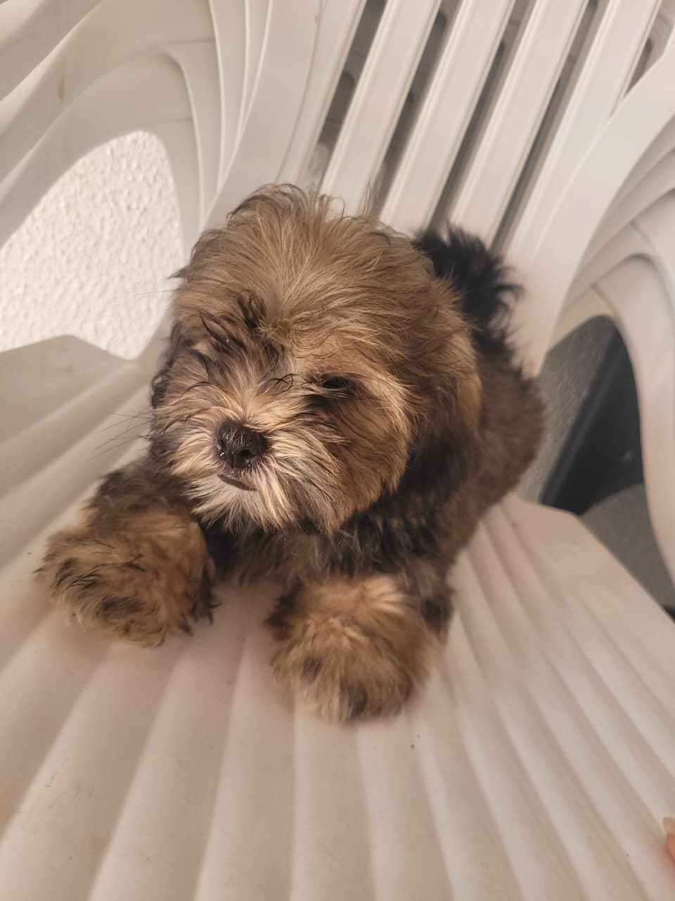 Portal Vendocão Vendo filhotes de lhiasa apso macho Cuiaba