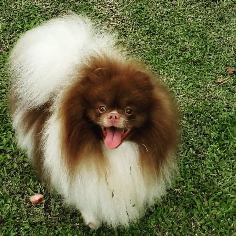 Spitz alemão - Foto 5