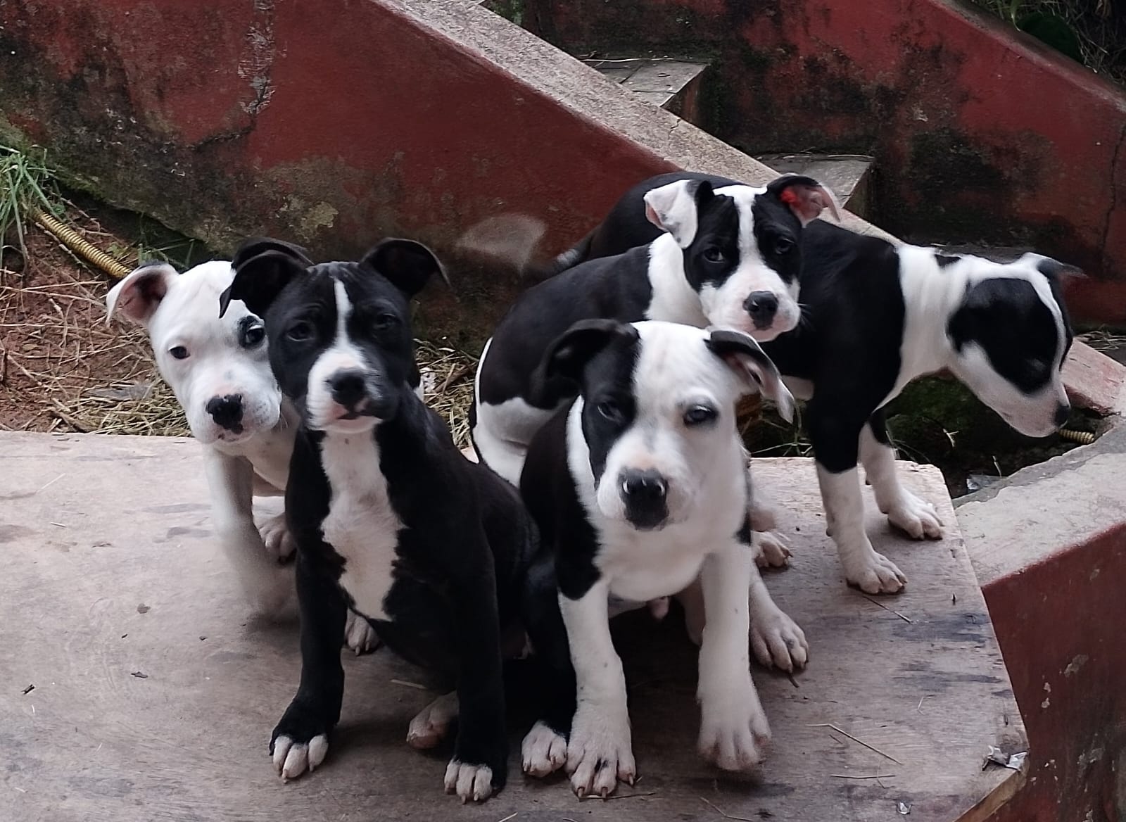 American Bully - Foto 3