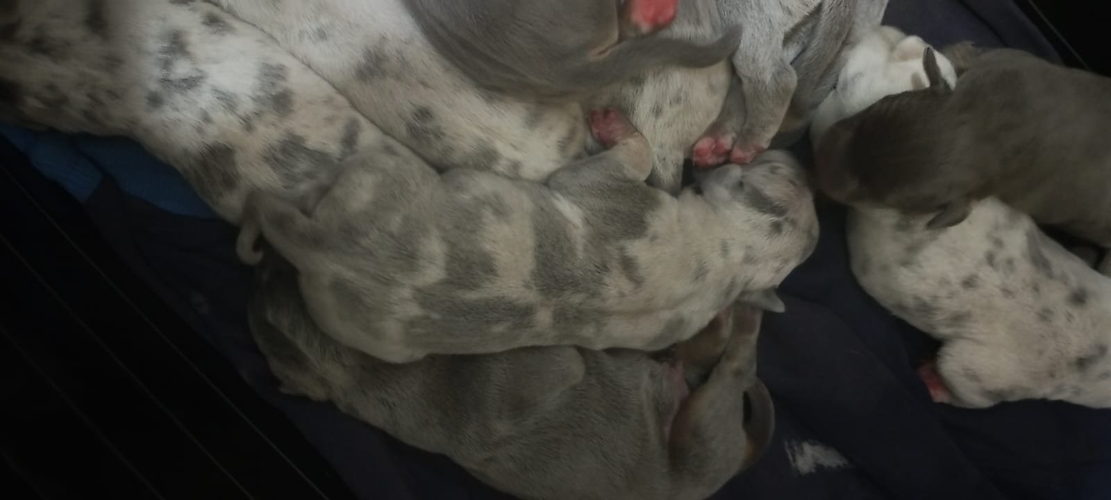 Pitbull - Foto 3