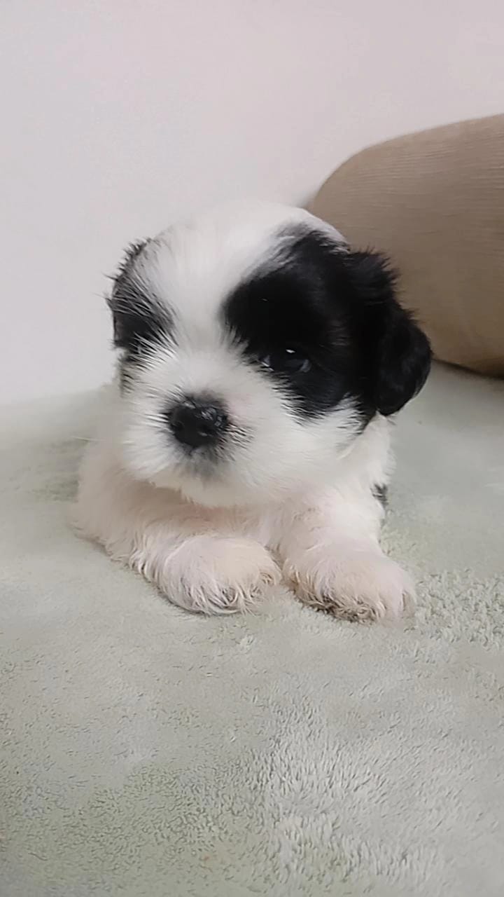 Vendo filhotes de Shitzu puros - Foto 5