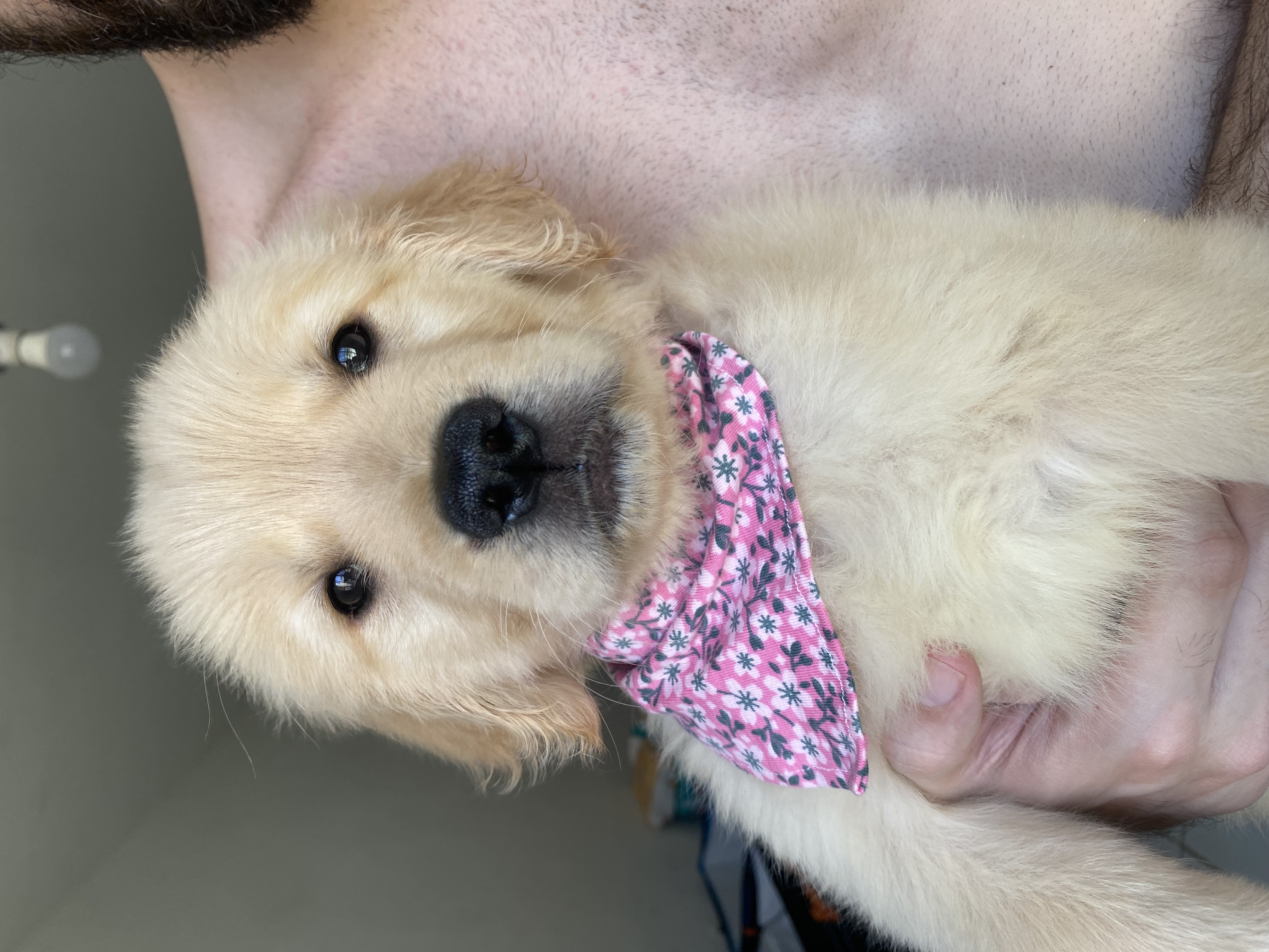 FILHOTES GOLDEN RETRIEVER - Foto 4