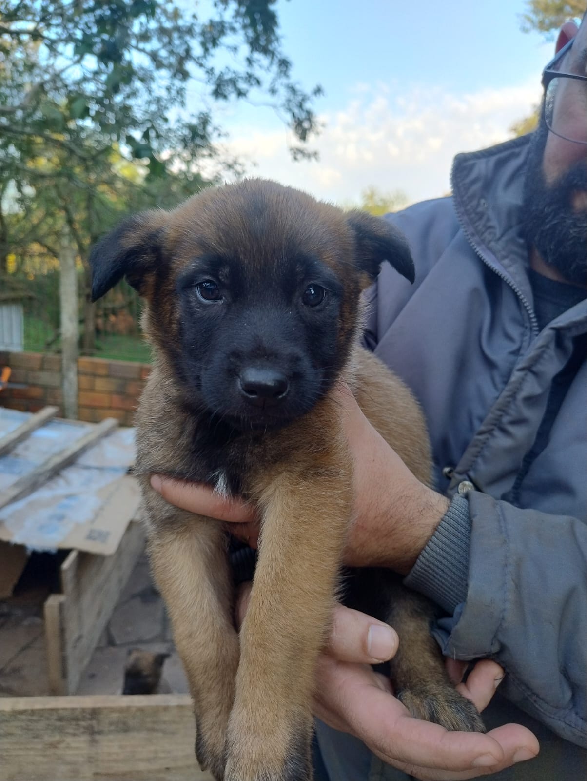 Portal Vendocão Vendo Filhotes de Pastor Belga Malinois Gravataí