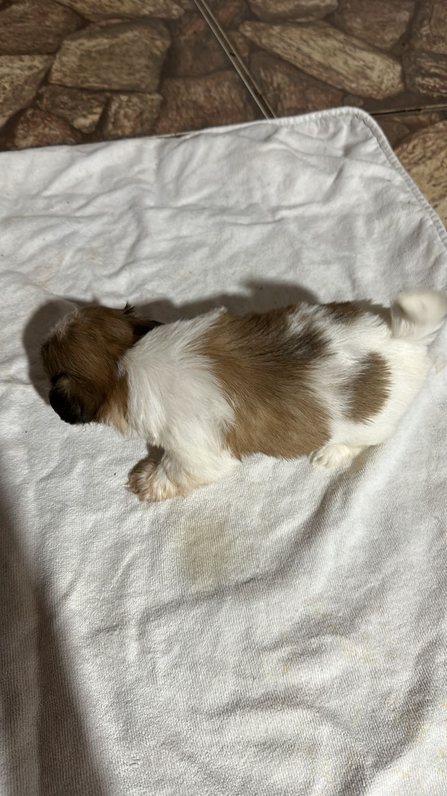 Mini Shih tzu - Foto 4