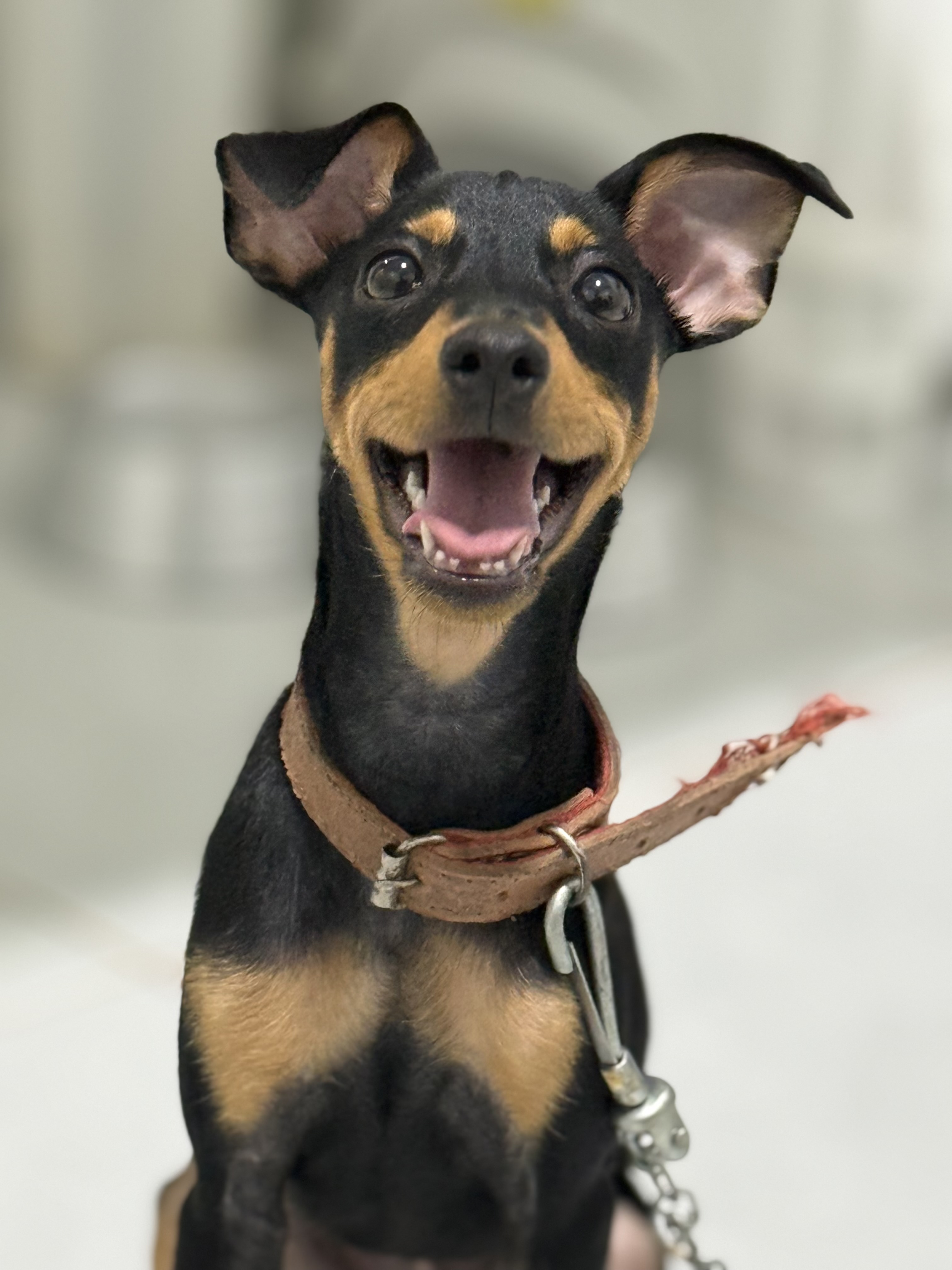 Vendo Pinscher de 7 meses - Foto 1
