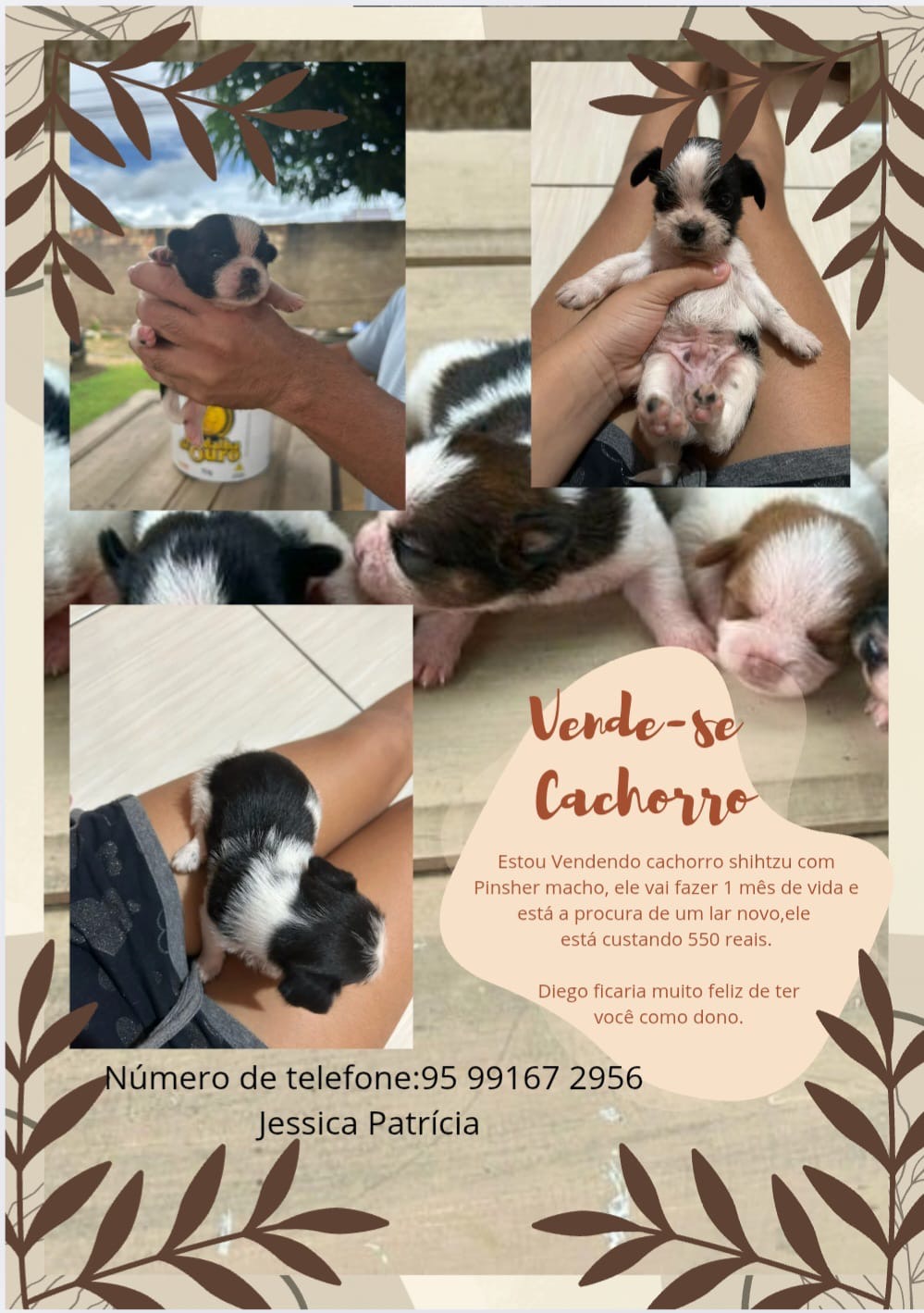 Portal Vendocão Vendo filhote de cachorro pincher com shitszu ficam bem pequenos e lindos  Boa vista