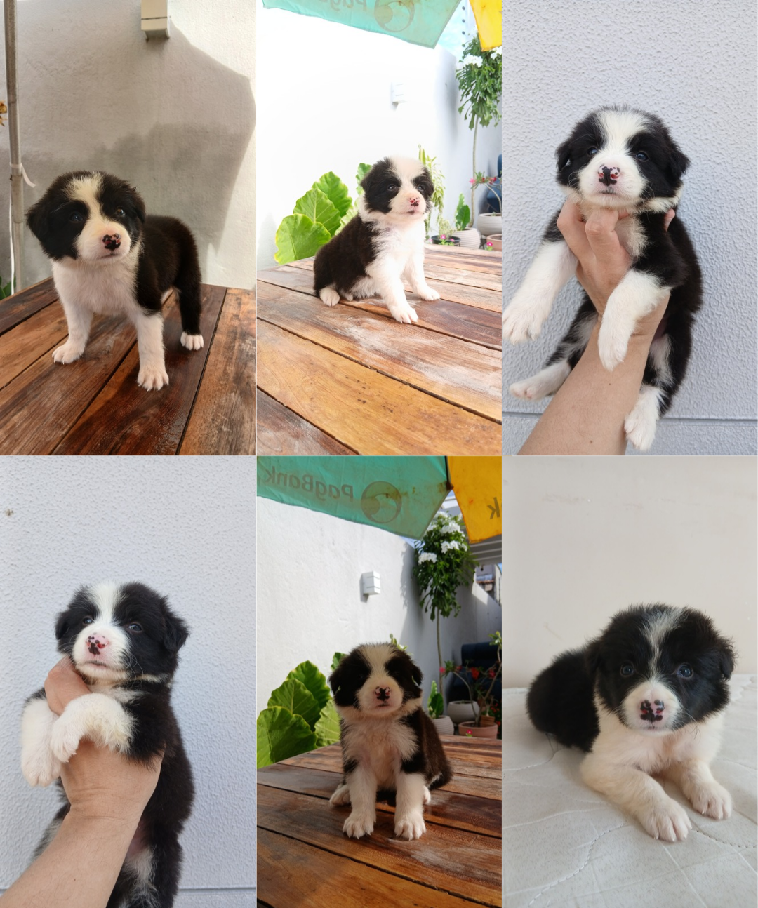 Filhotes de Border collie  - Foto 1