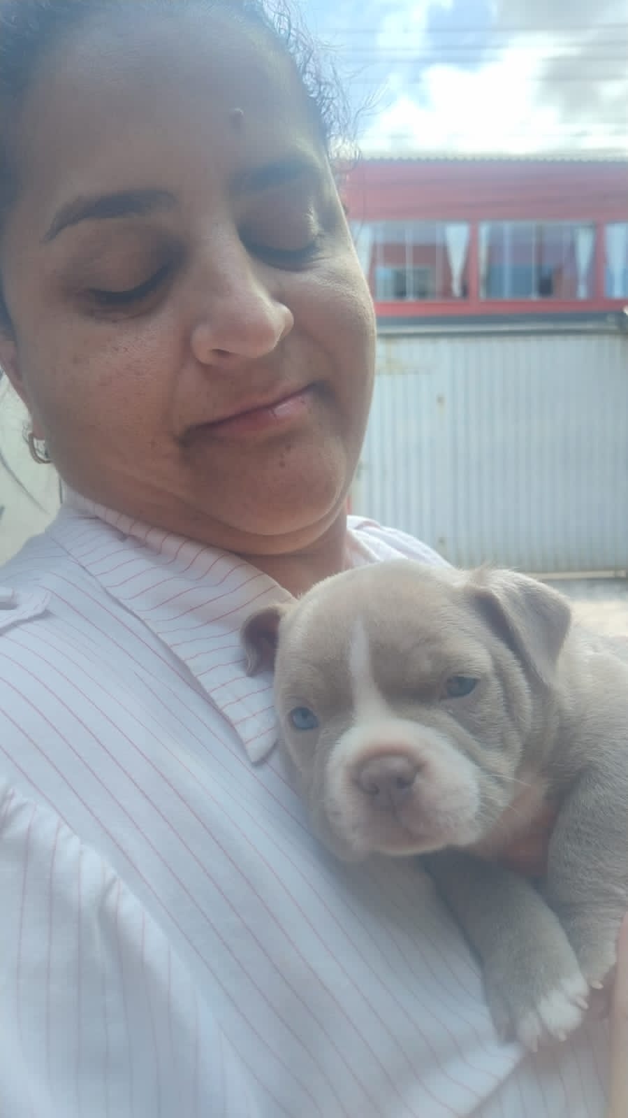 Portal Vendocão Filhotes de American Bully  Guarapari