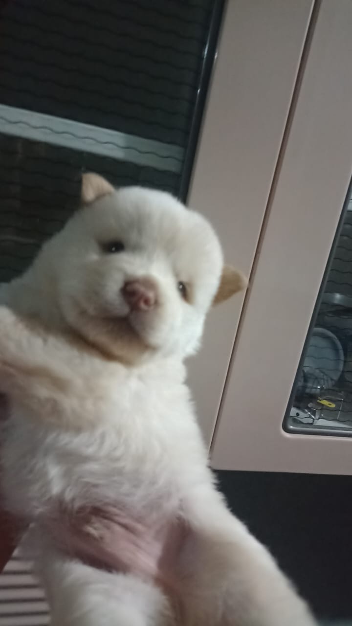 Portal Vendocão Filhotes de chow-chow com husky Campo Grande
