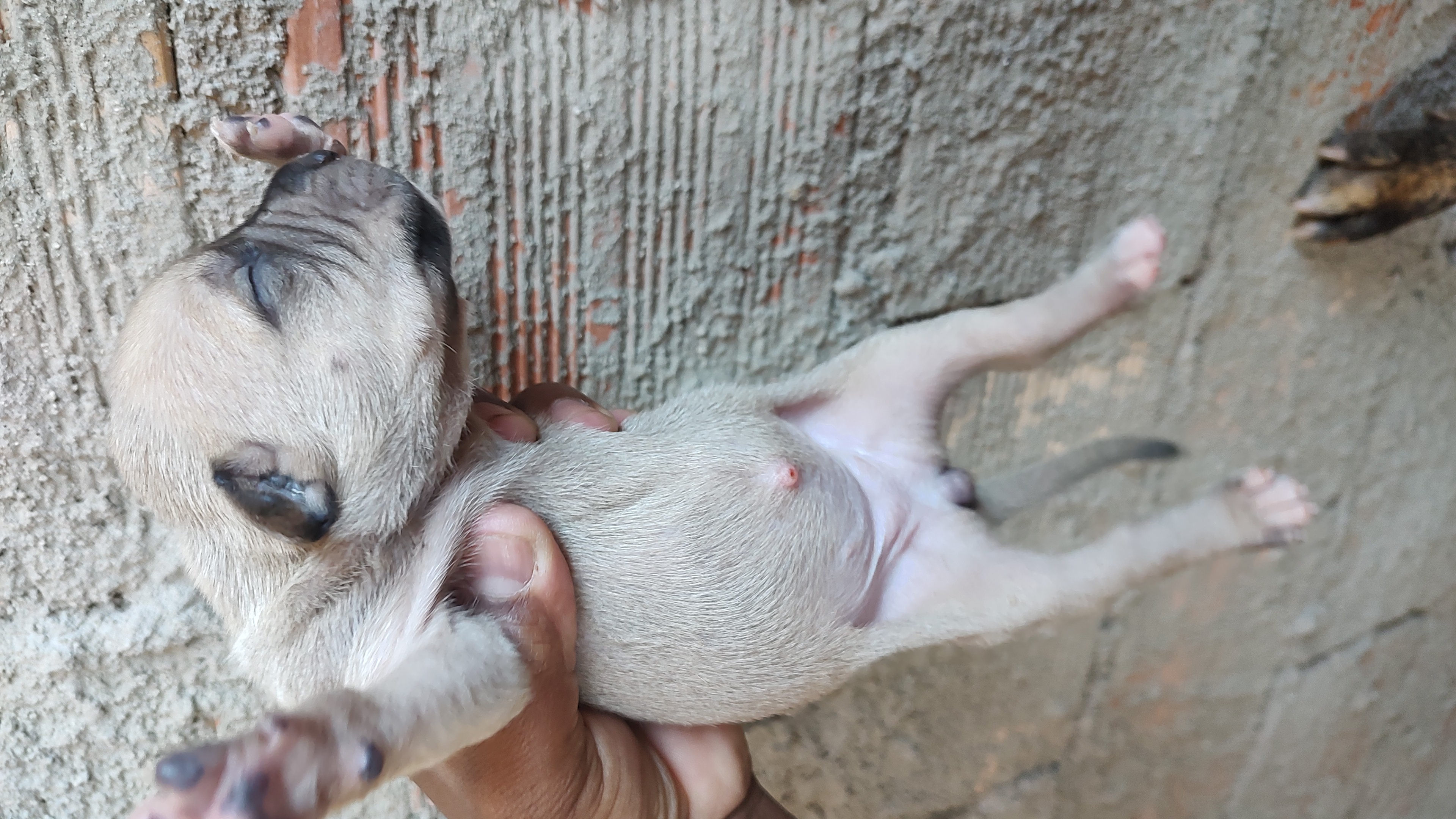 Portal Vendocão Pitbull Moster  Ribeirão das Neves