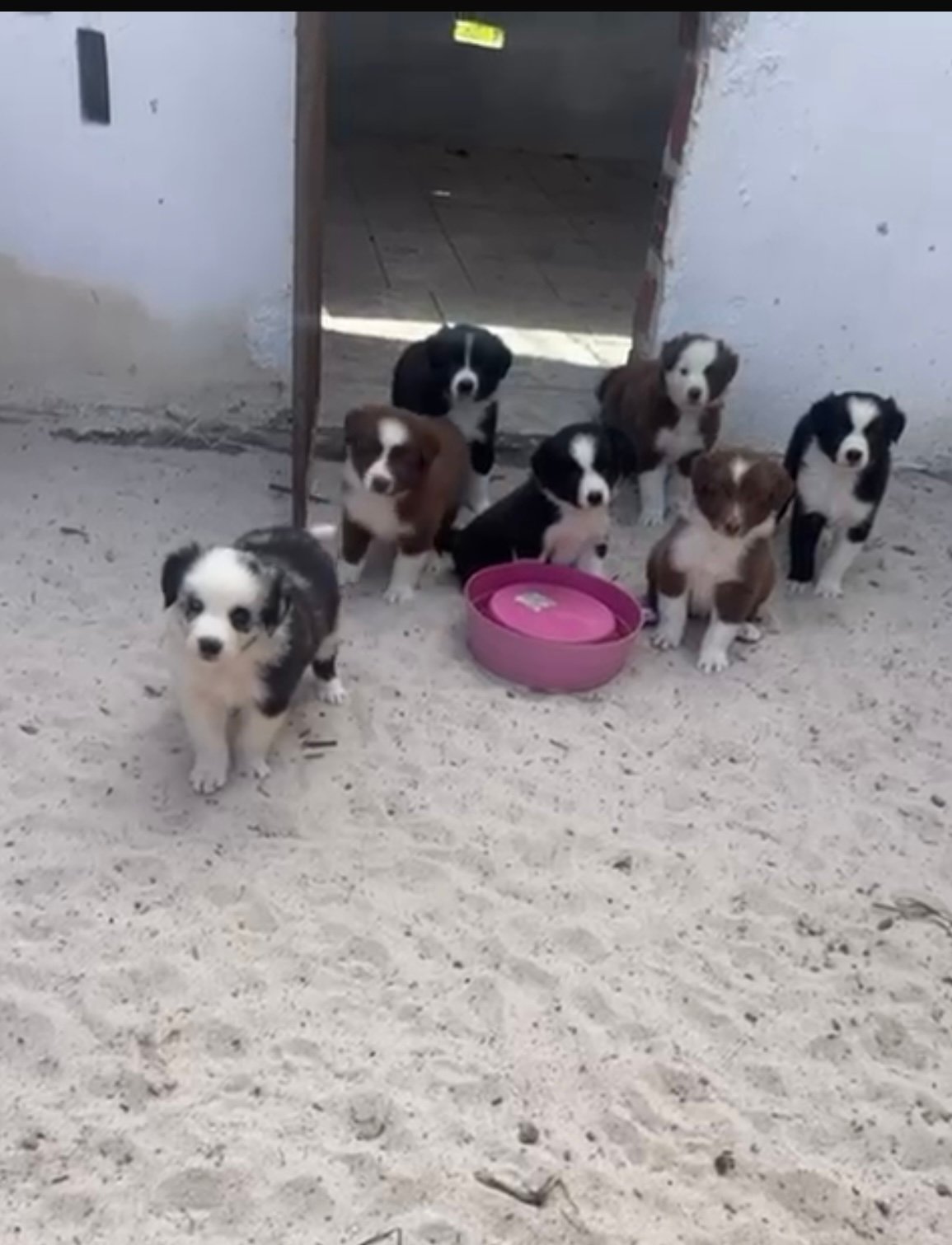 Vendo Border collie 