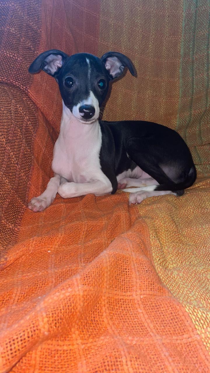 Portal Vendocão Filhote de pequeno lebrel italiano  Presidente prudente 