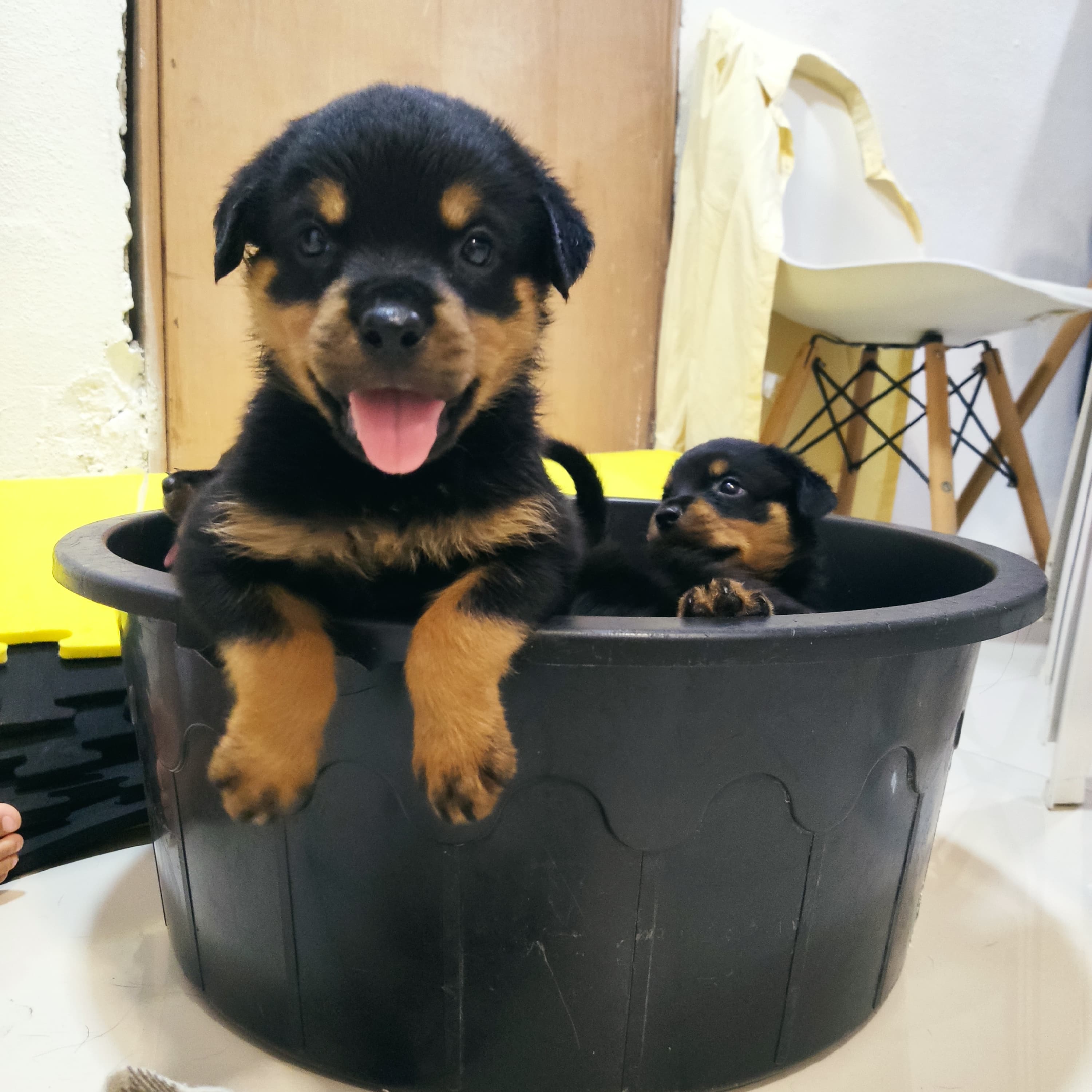 Portal Vendocão Filhotes de rottweiler  Fortaleza 