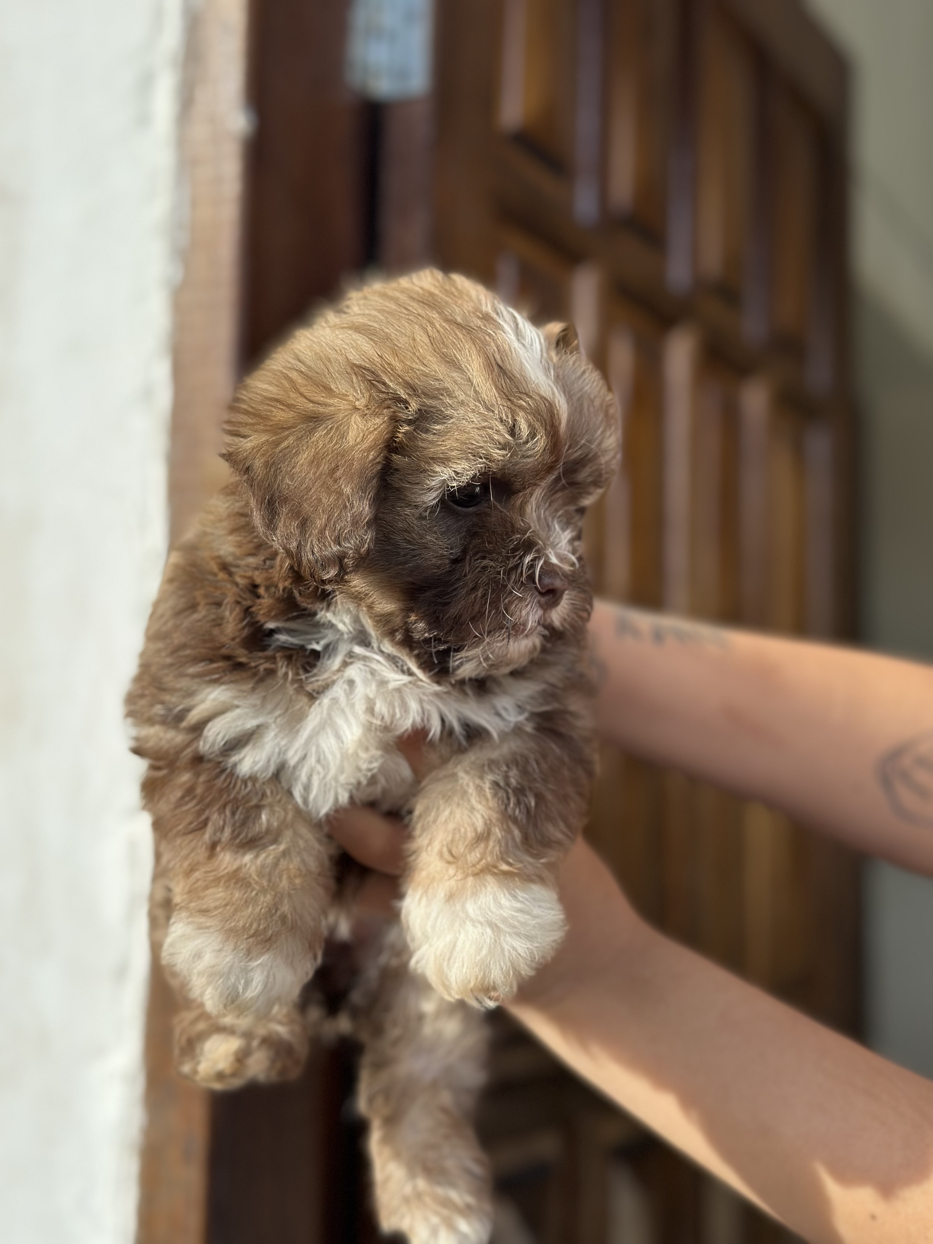 Portal Vendocão Cachorros Shih Tzu com Lhasa apso Filhotes Apucarana