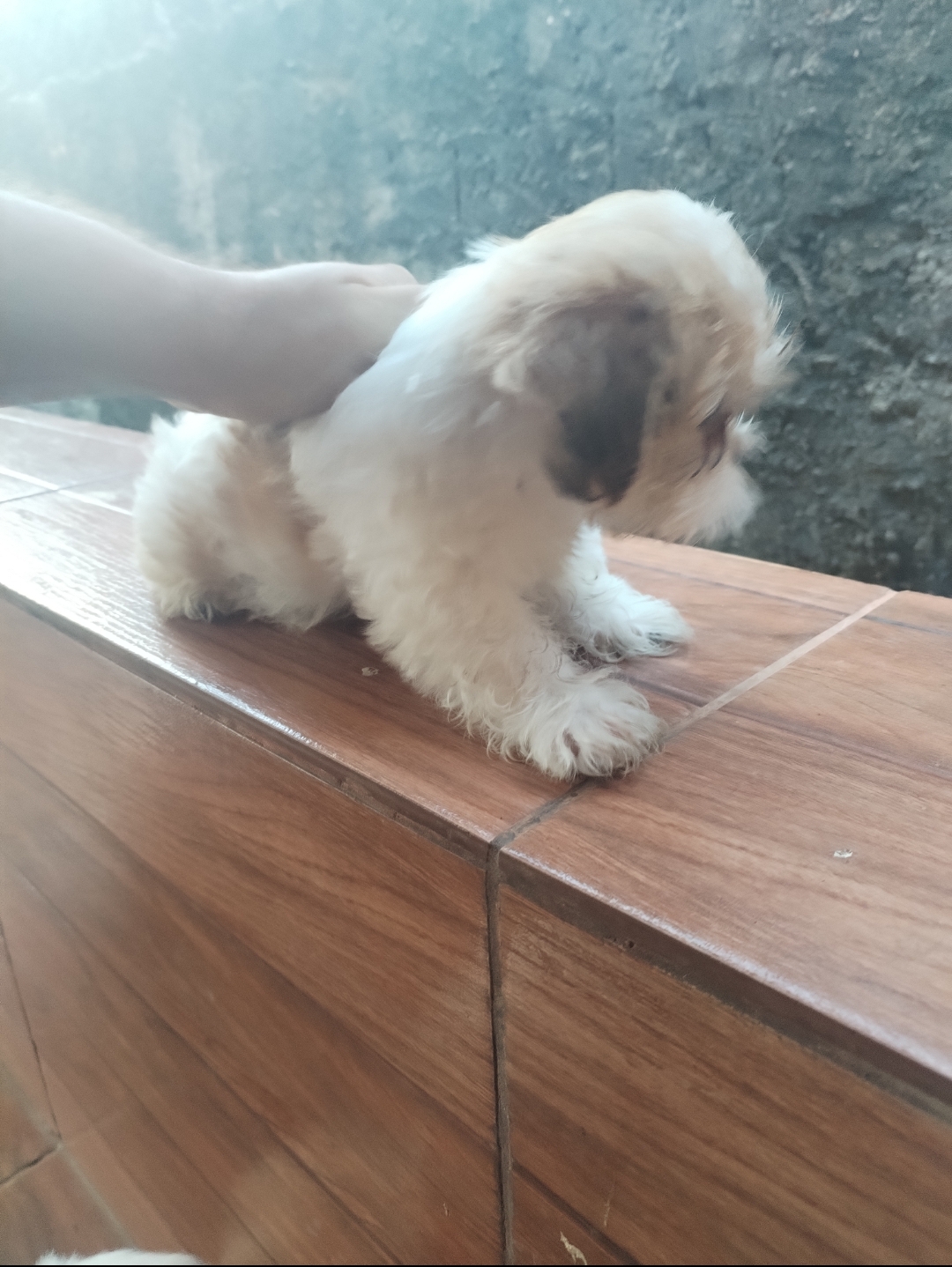 Portal Vendocão SHITZU MACHO FILHOTE Goiânia