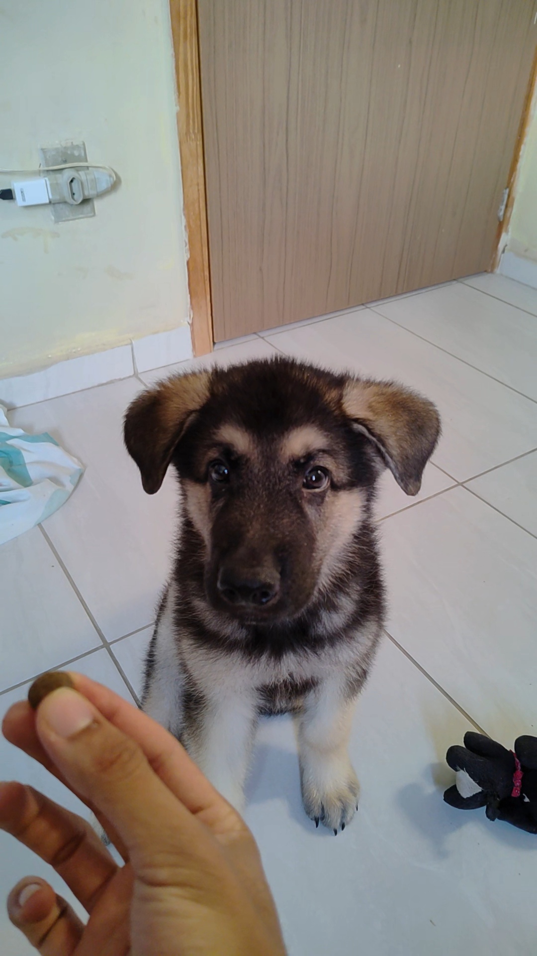 Portal Vendocão Filhote de pastor alemão macho  Olinda