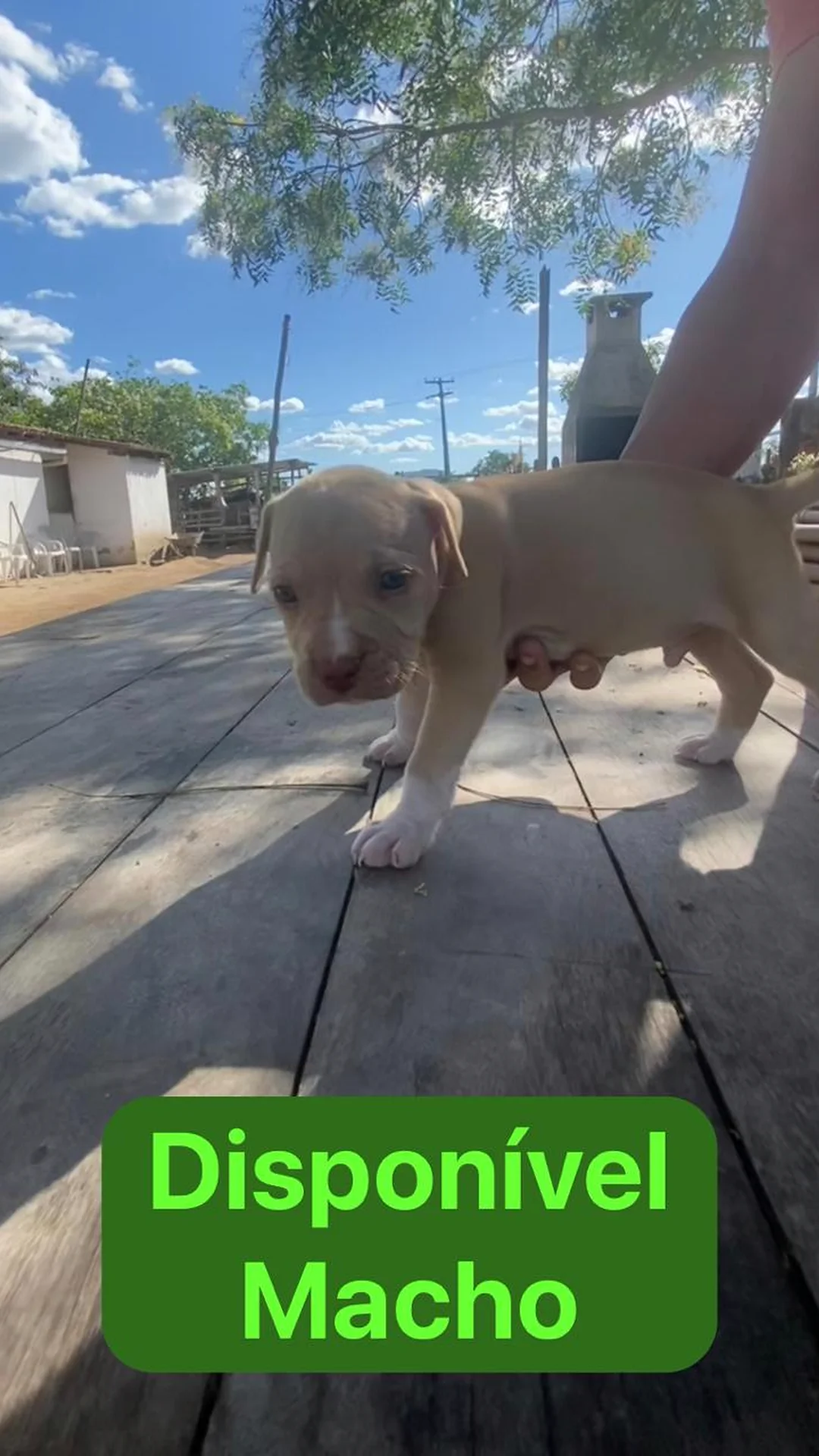 Portal Vendocão Filhotes de American Bully  Santa Bárbara