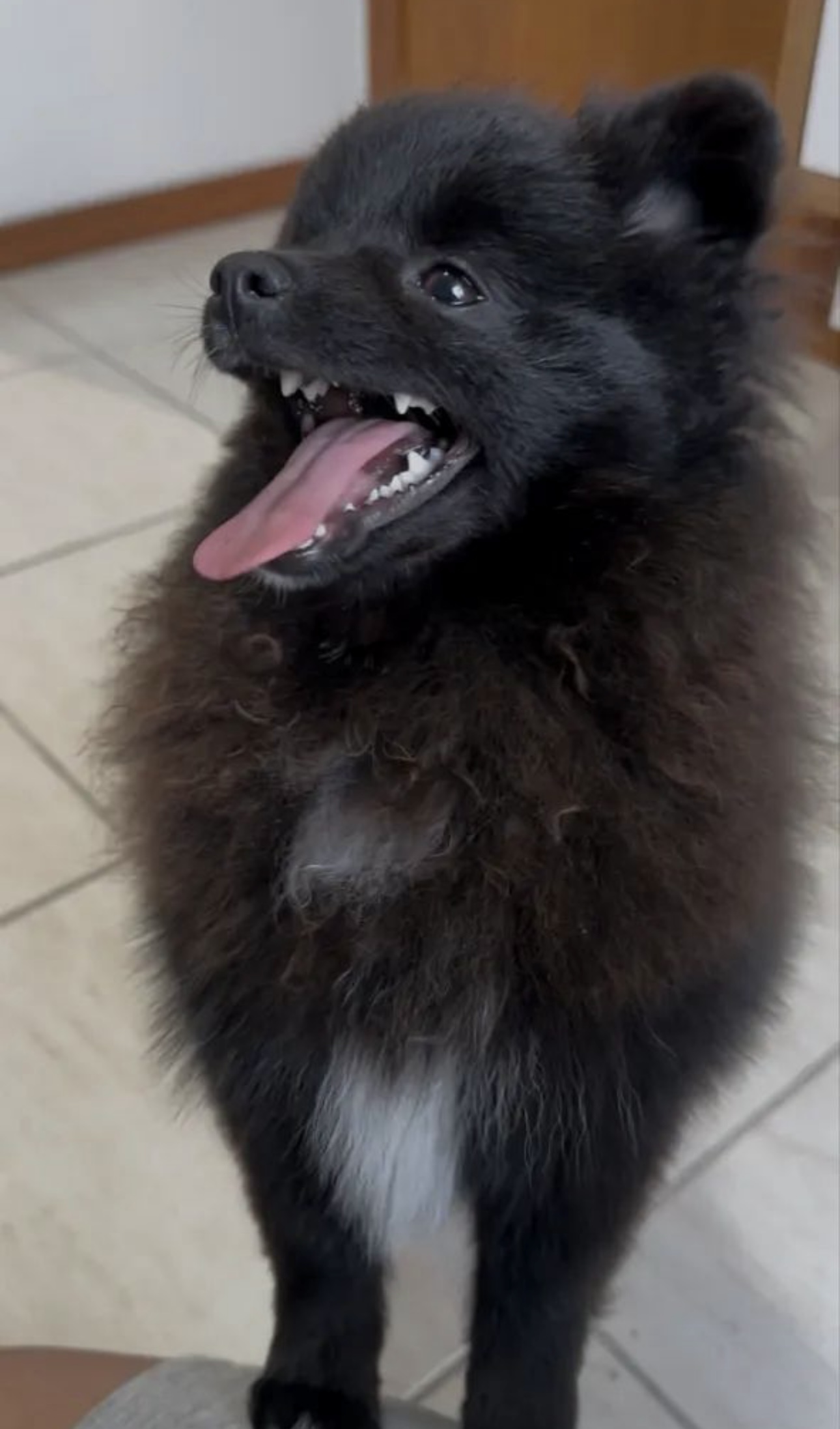 Lulu da pomerania (femea filhote) - Foto 4