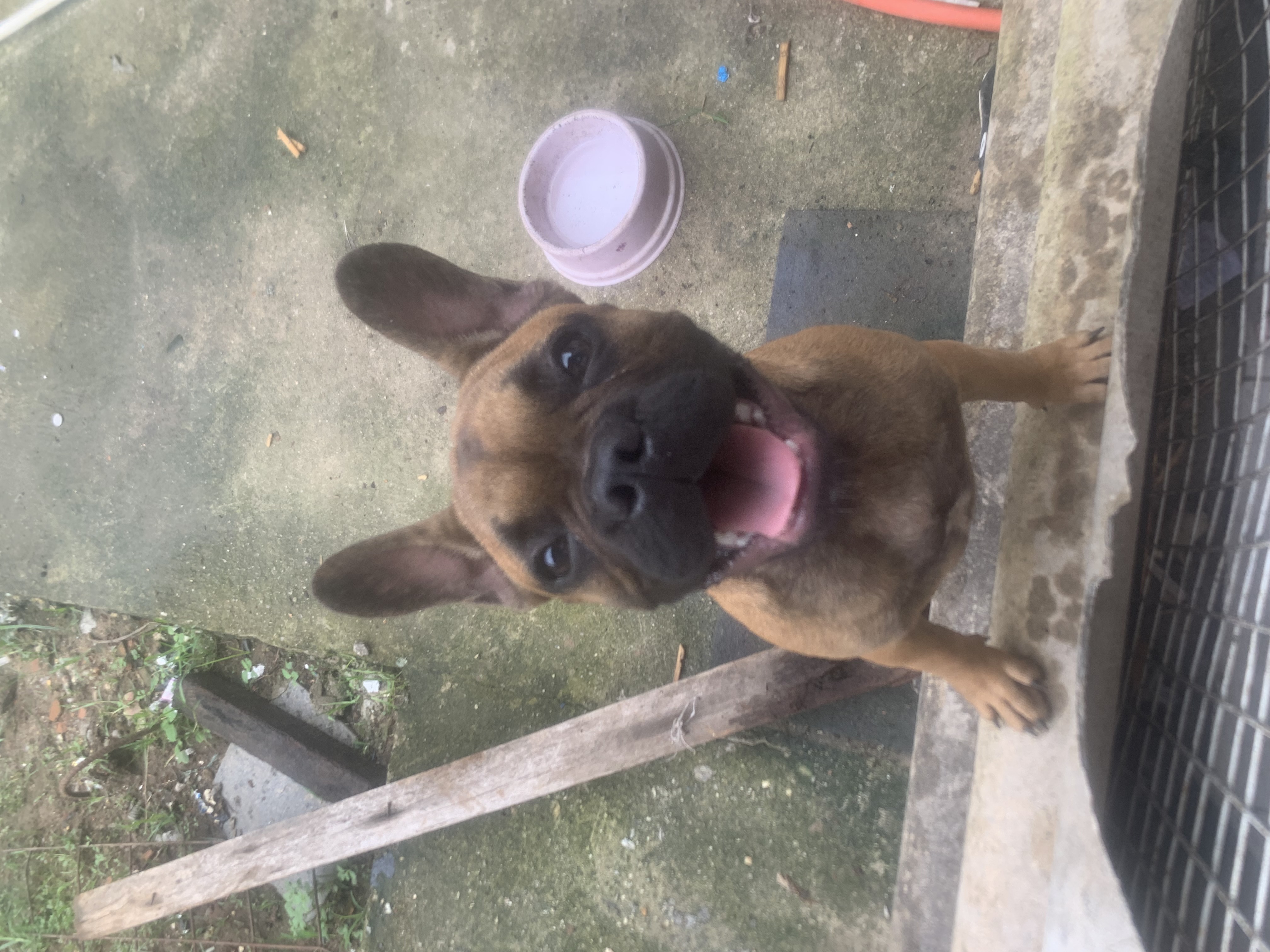 Portal Vendocão Bulldog francês  Rio de Janeiro 