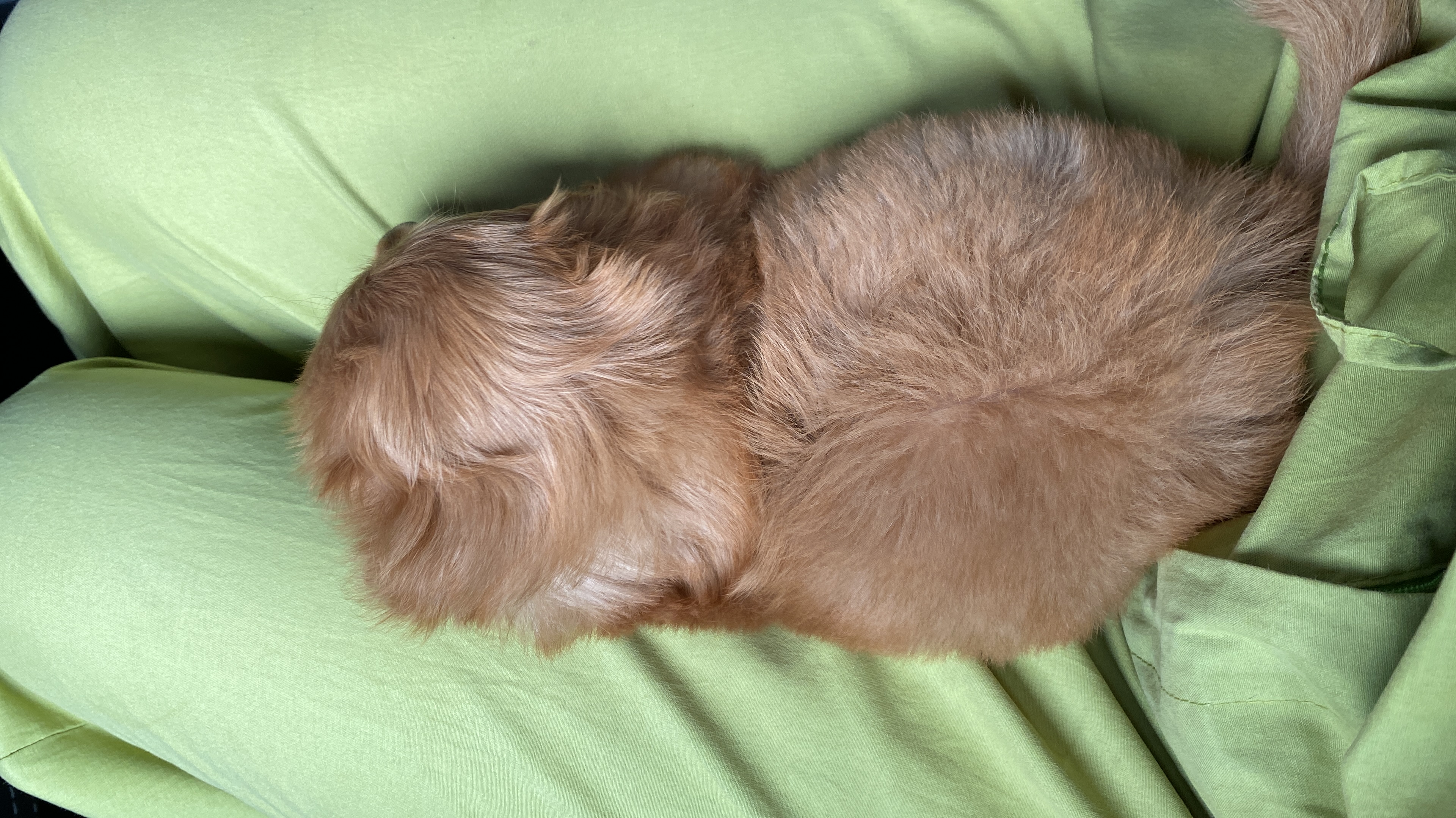 Portal Vendocão VENDO FILHOTE DE POODLE MACHO Salvador