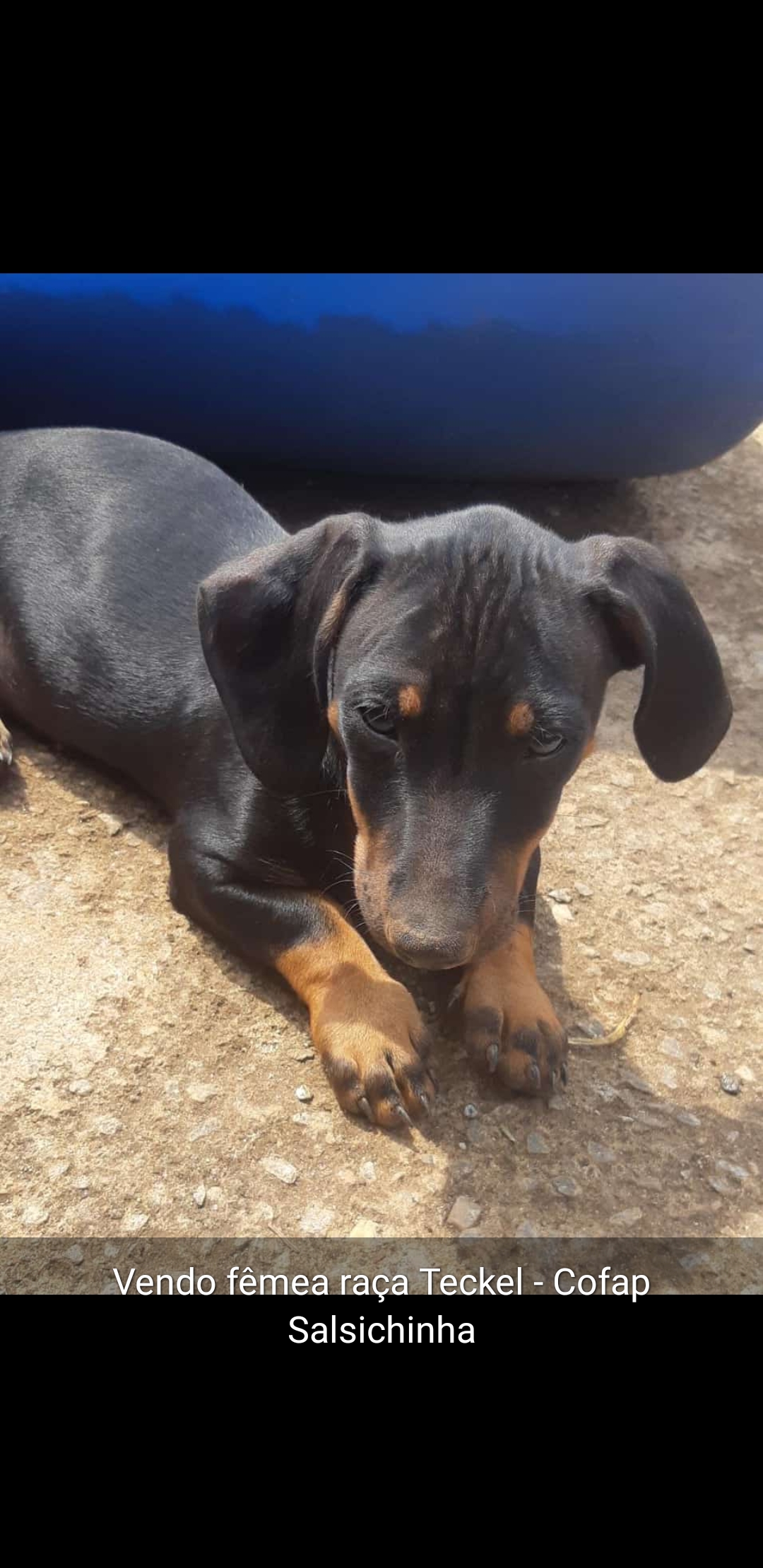 Portal Vendocão Macho Alerquim chocolate e fêmea Black Tan   São Luís de Montes Belos