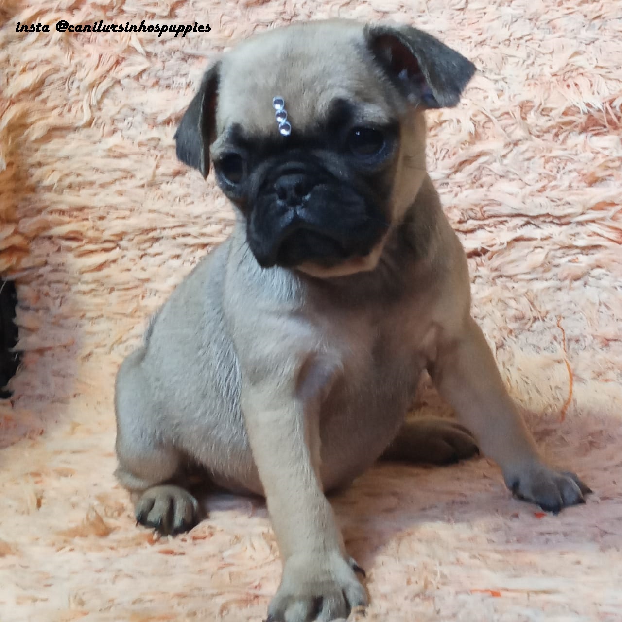 Portal Vendocão pug lindos bbes pronta entrega machos e femeas  maua 