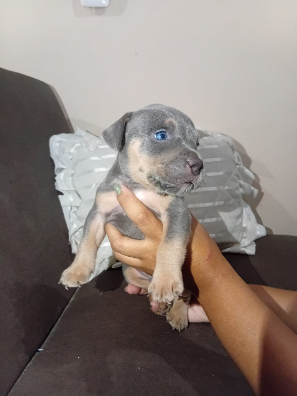 Filhotes de American Bully - Foto 3