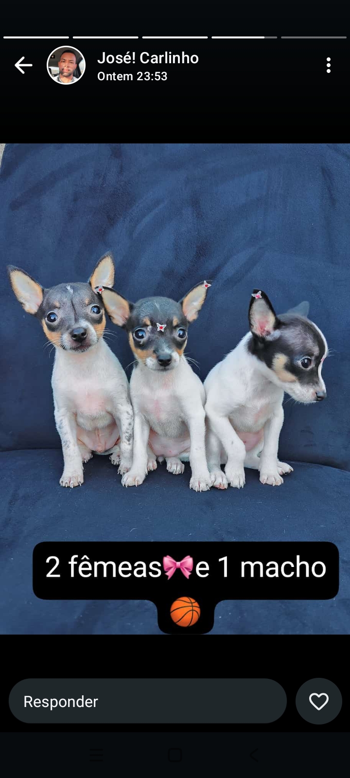 Portal Vendocão Pinscher fêmea e macho disponível  São Bernardo do campo 