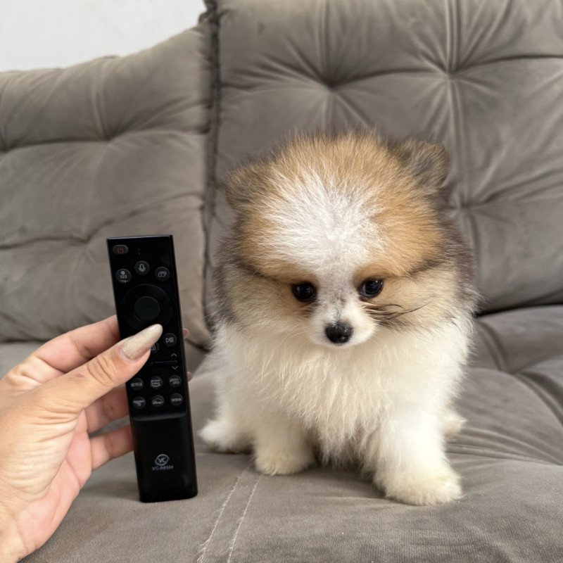 Lindos filhotes de Lulu da Pomerania
