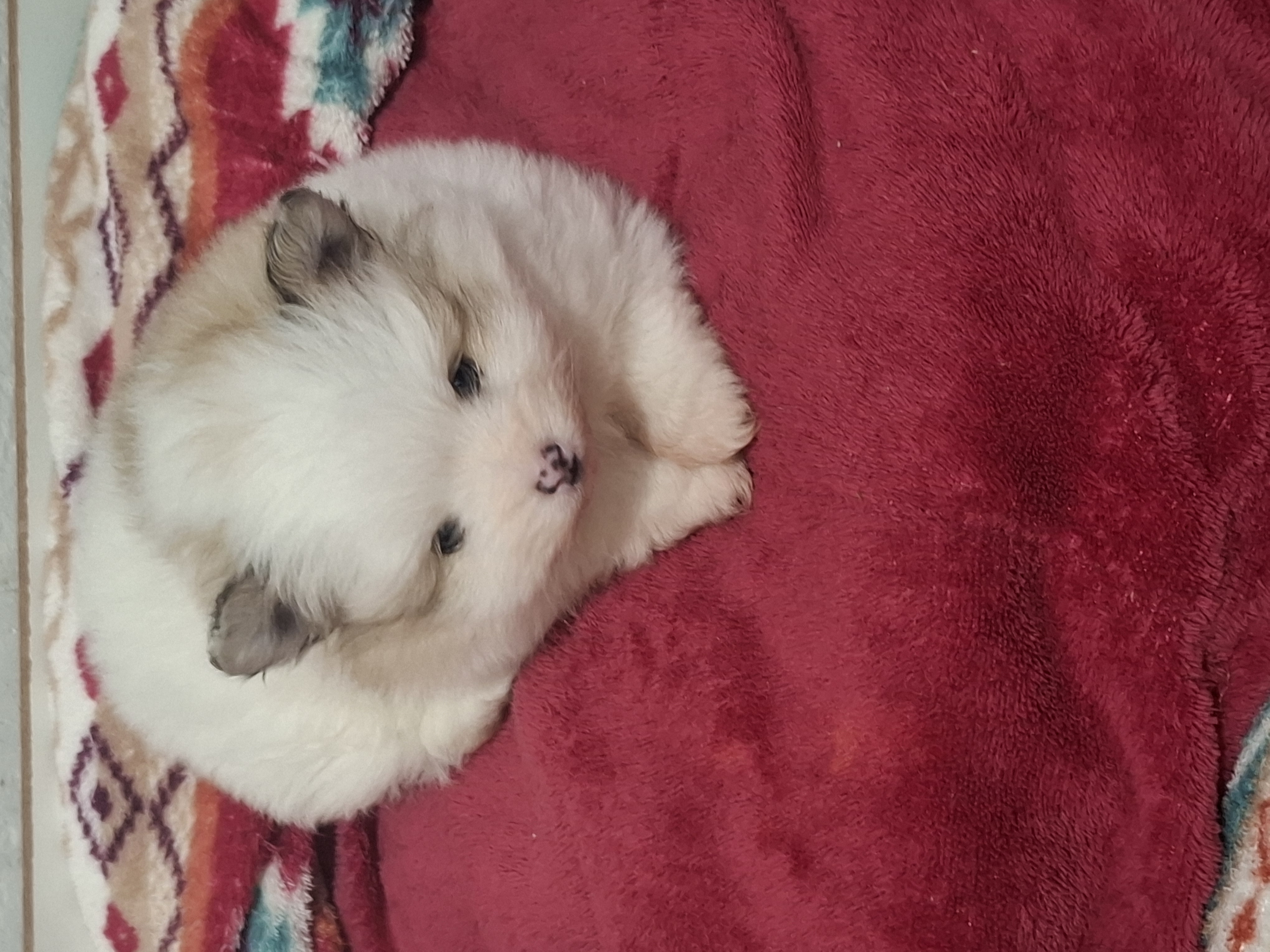 Portal Vendocão Spin Alemão anão  Pouso alegre 