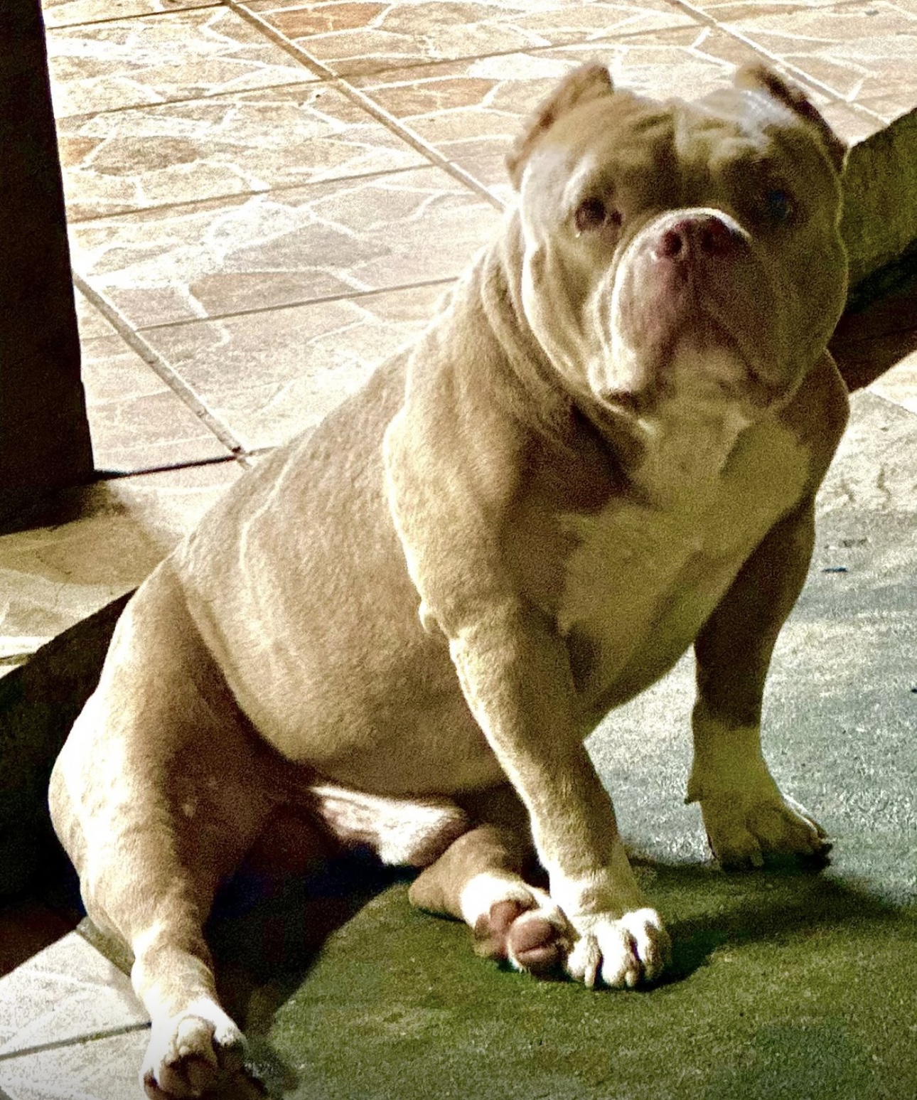 Portal Vendocão American Bully Top Belém 