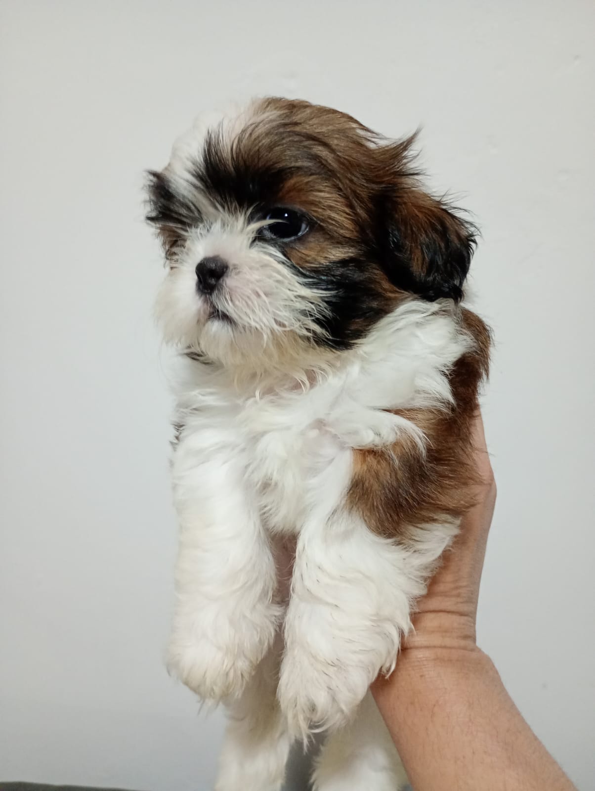 Portal Vendocão Vende-se Filhote Fêmea Shihtzu  Belford Roxo