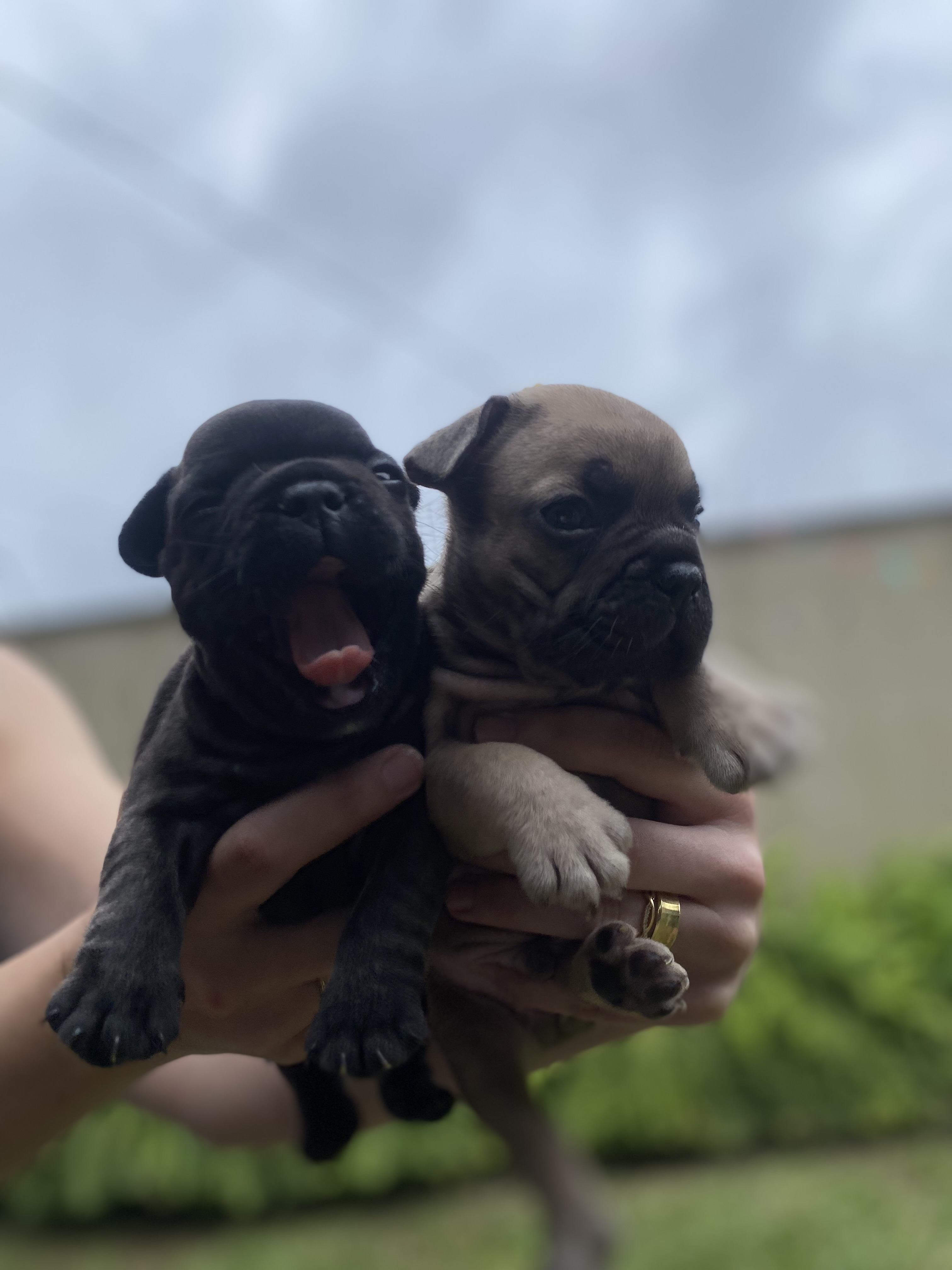 Portal Vendocão Filhotes de Bulldog francês - 2 machos disponíveis Balneário Camboriú