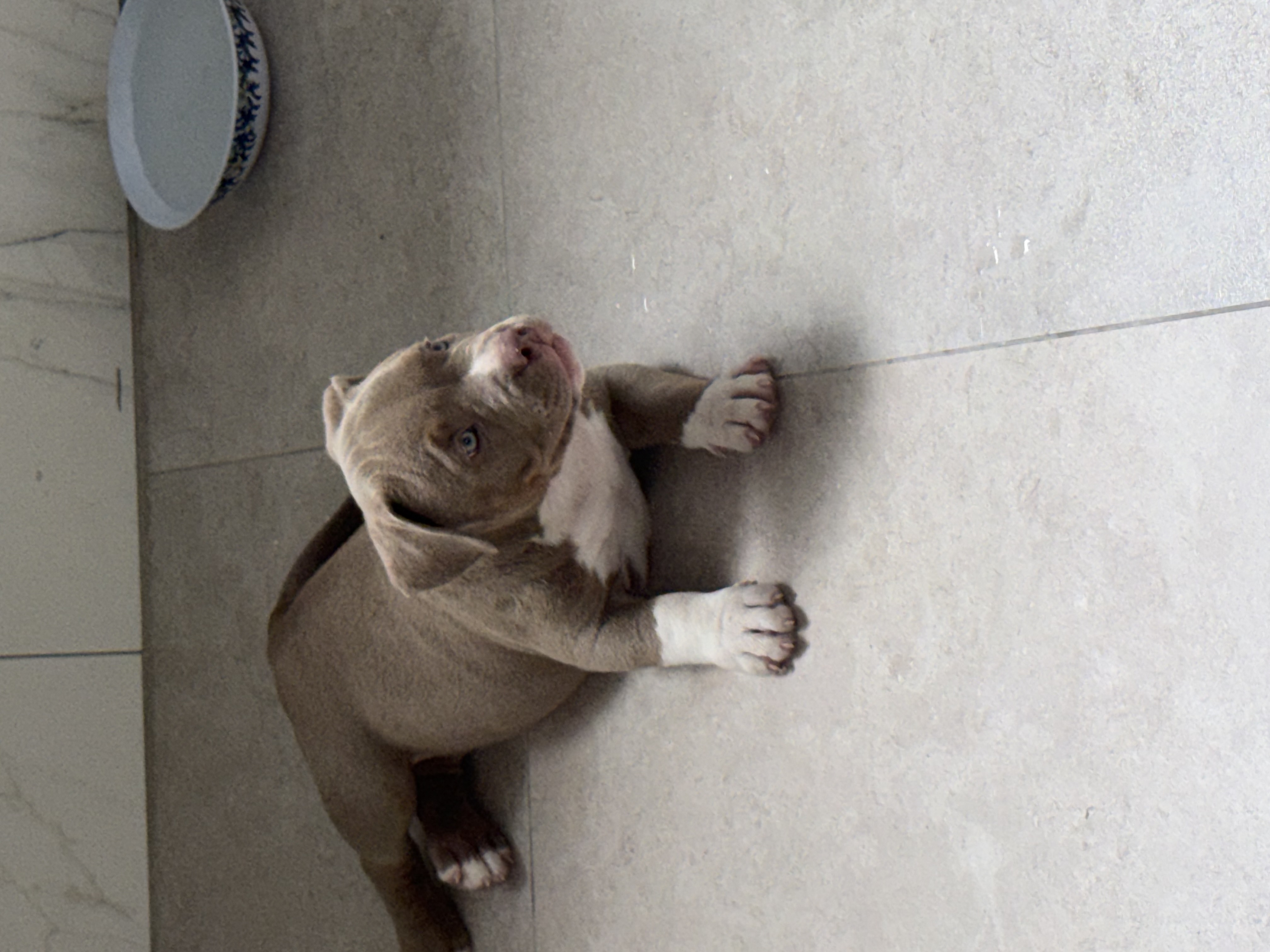 Portal Vendocão American Bully com Pedigree Rio de Janeiro