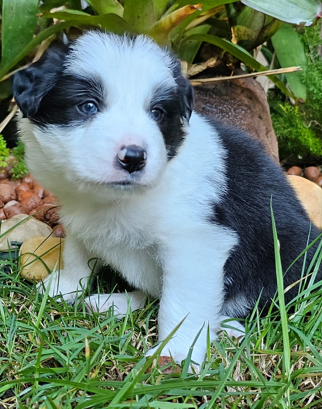 Portal Vendocão Filhotes de Border Collie com pedigree  ESMERALDAS