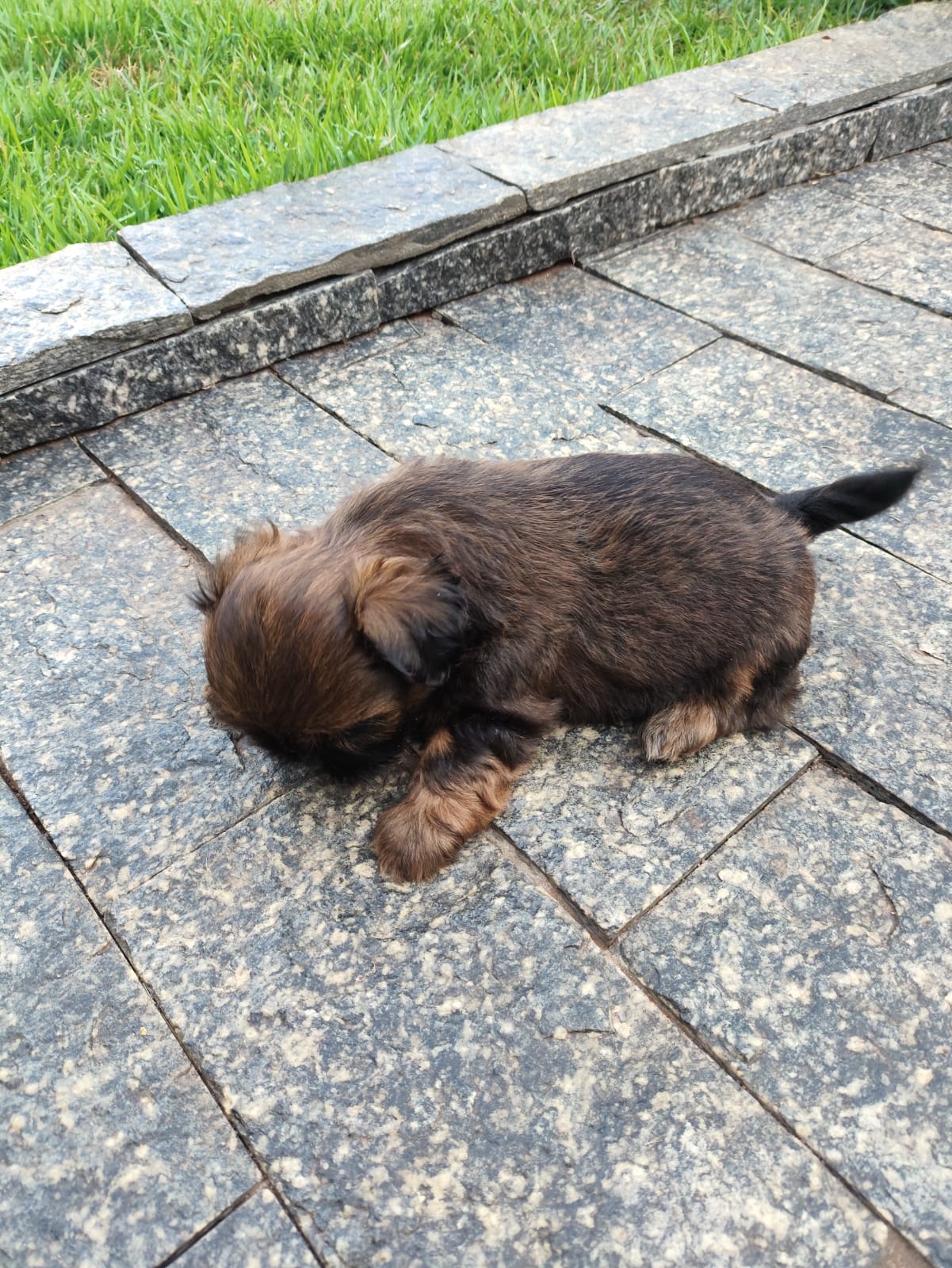 Portal Vendocão Vendo fêmea de Shih tzu  francisco beltrao
