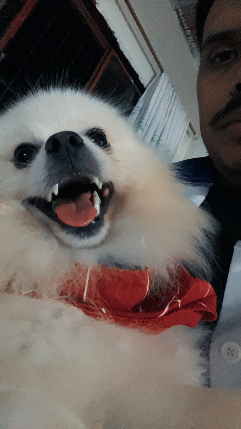 Lulu da pomerania macho