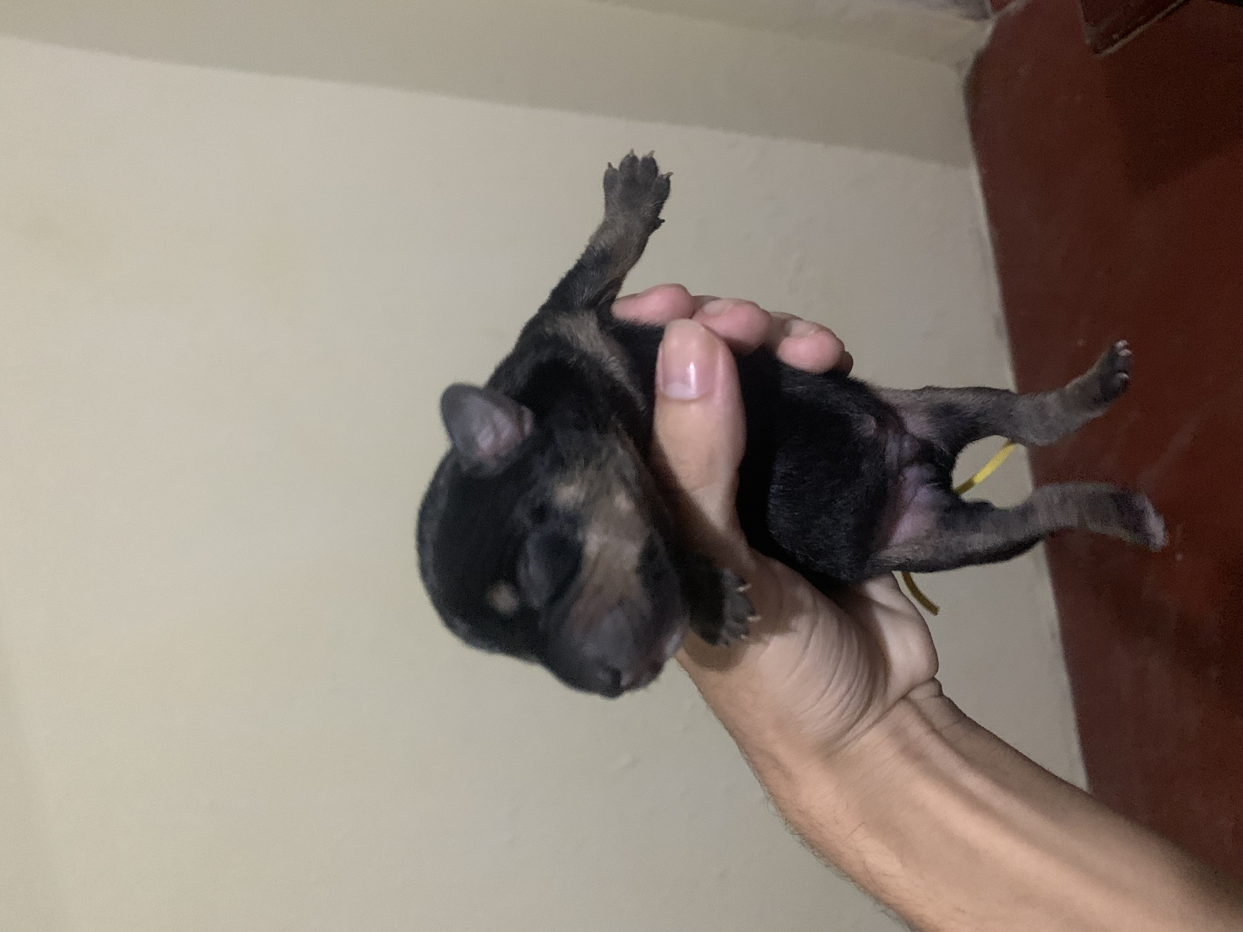 Portal Vendocão Vendo pit 1 Maceió 