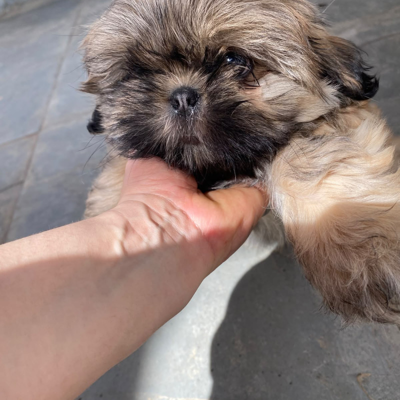 Lindos Filhotes de ShihTzu - Foto 4